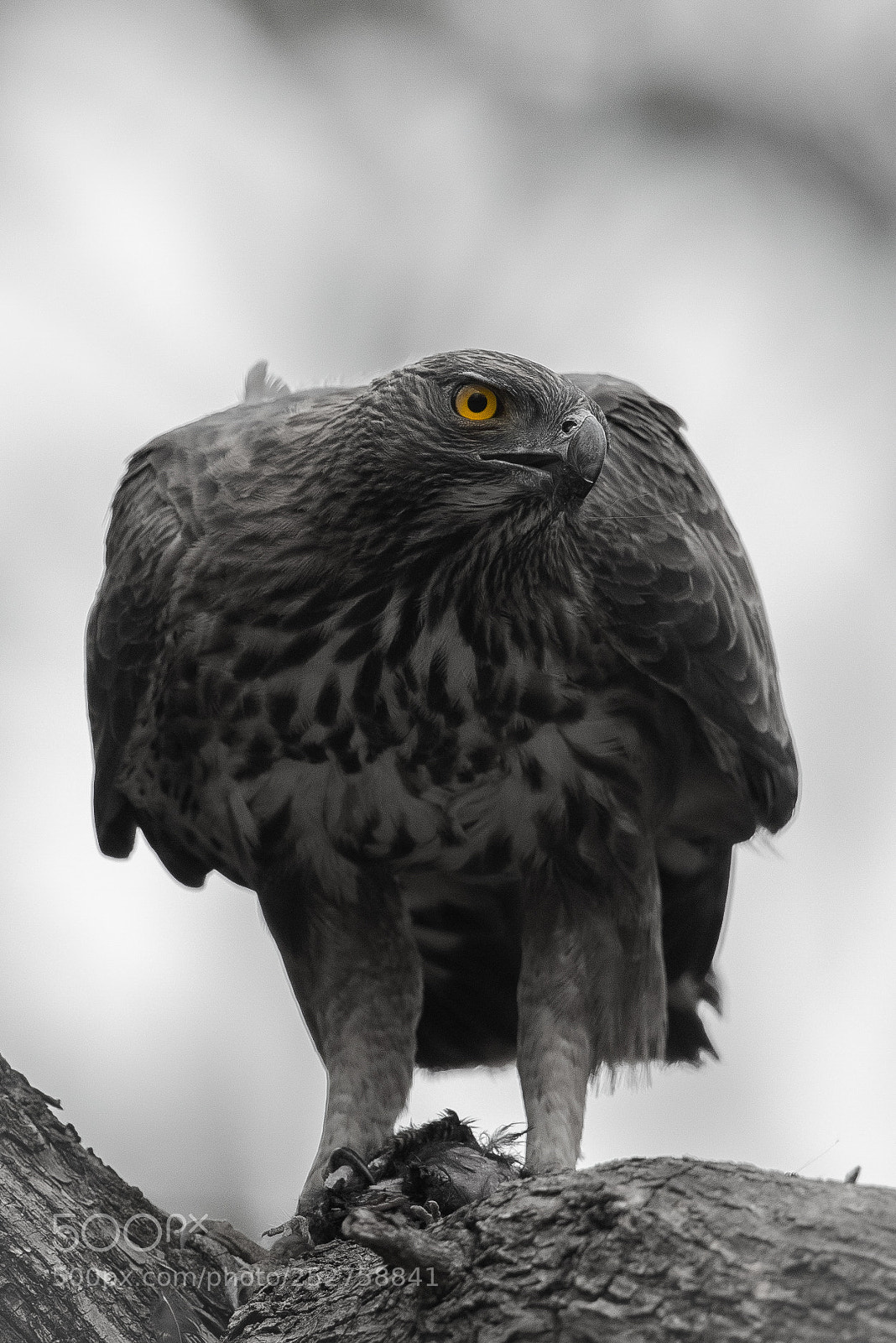 Canon EOS 5D Mark IV sample photo. Eagle with its kill... photography