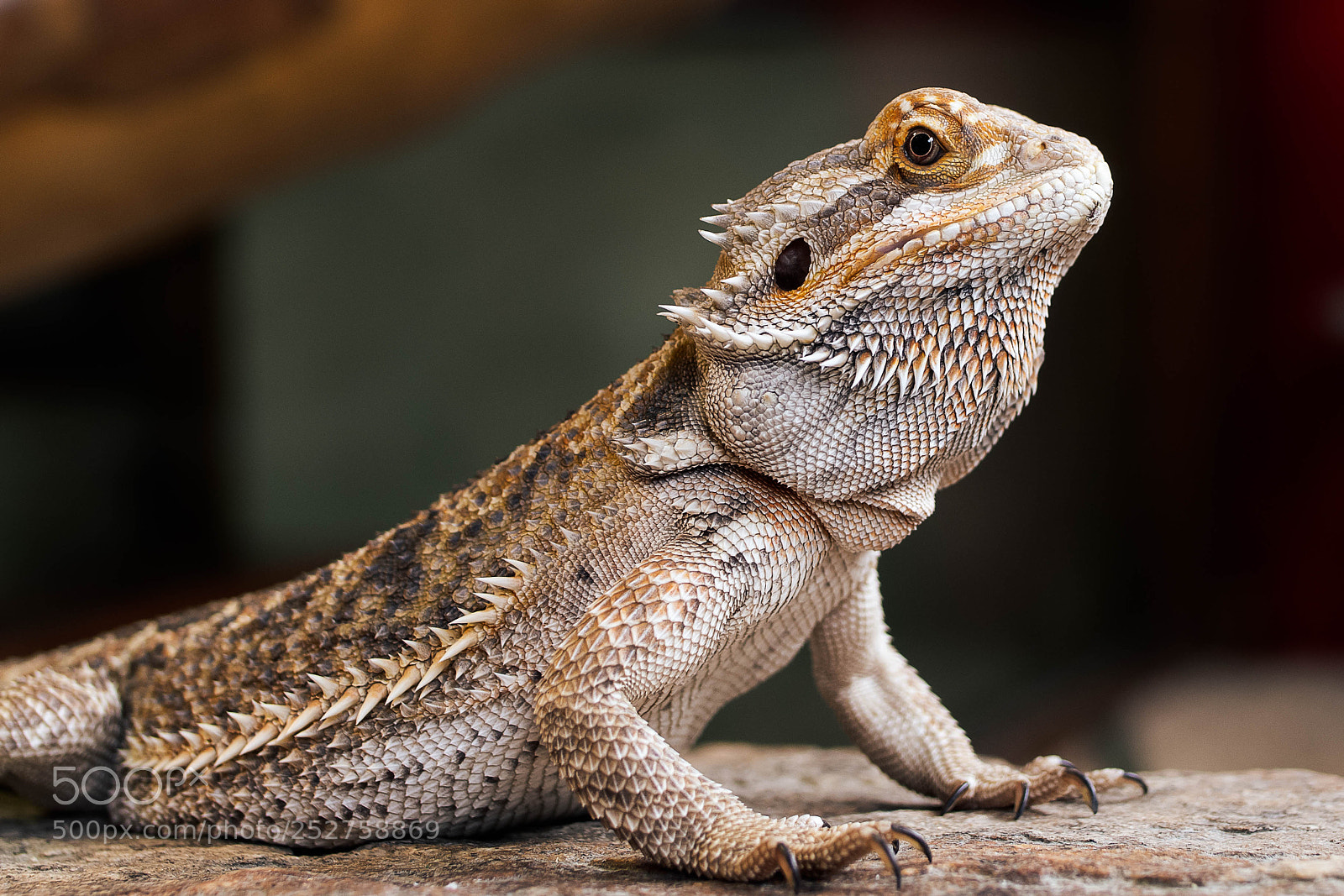 Nikon D7500 sample photo. Lizard photography