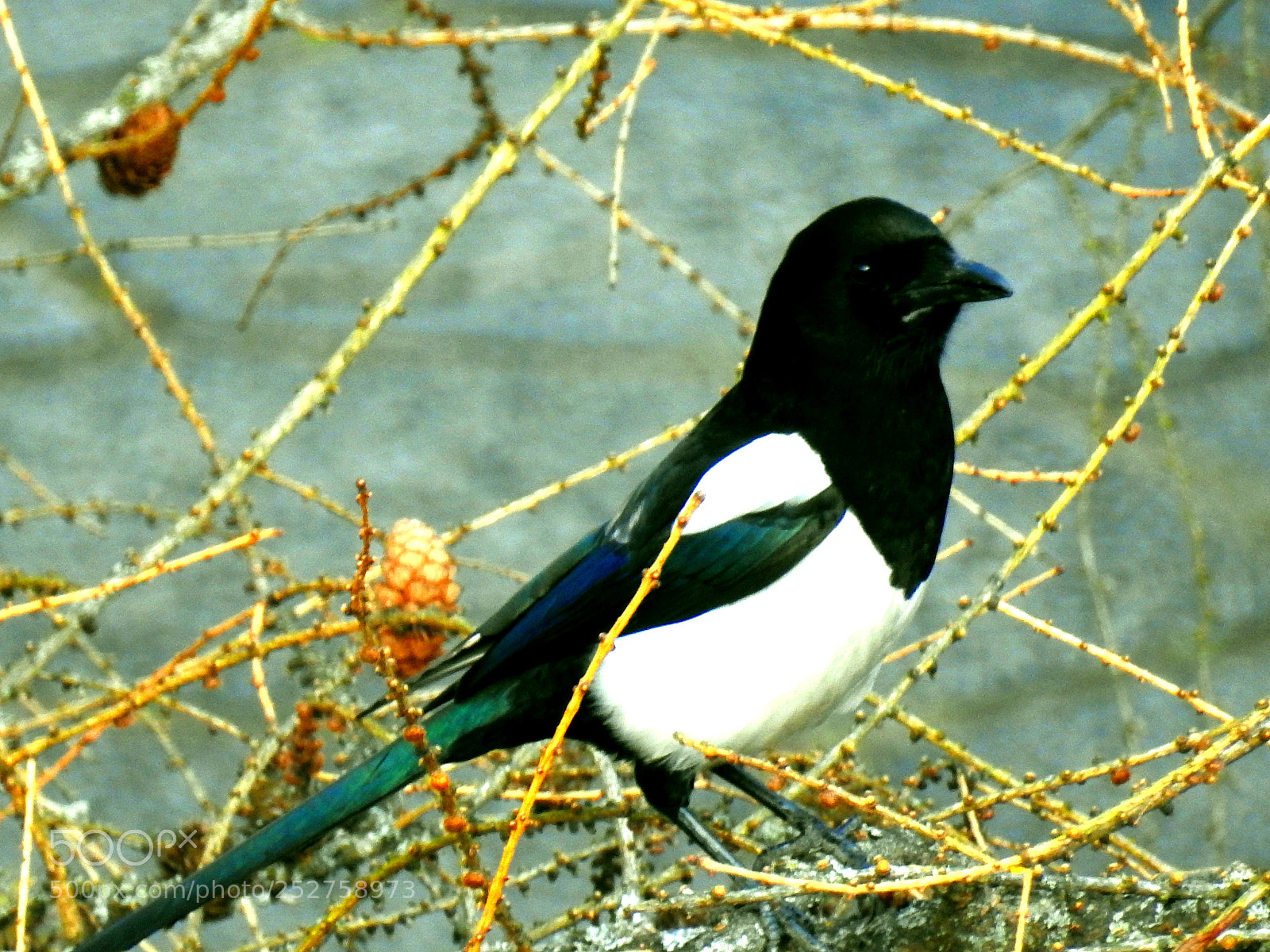 Nikon Coolpix P900 sample photo. Magpie photography