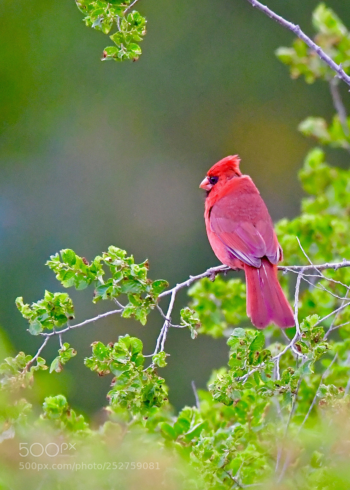 Nikon D5 sample photo. Northern cardinal  photography