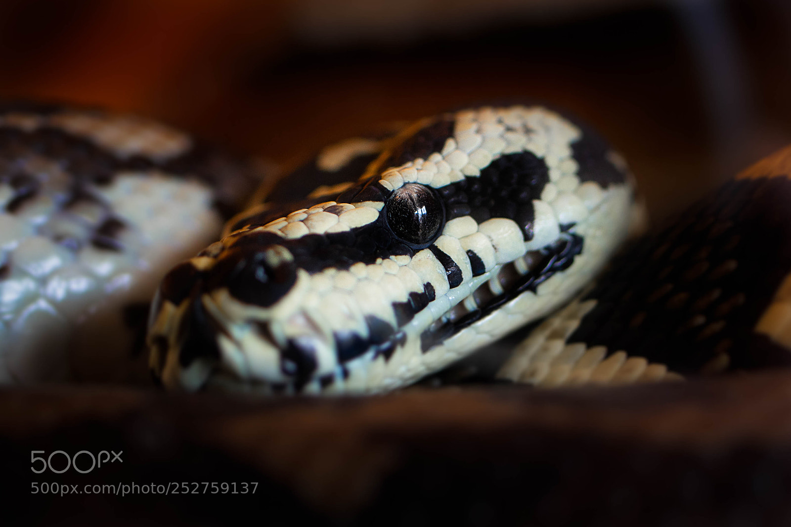 Nikon D7500 sample photo. Snake photography