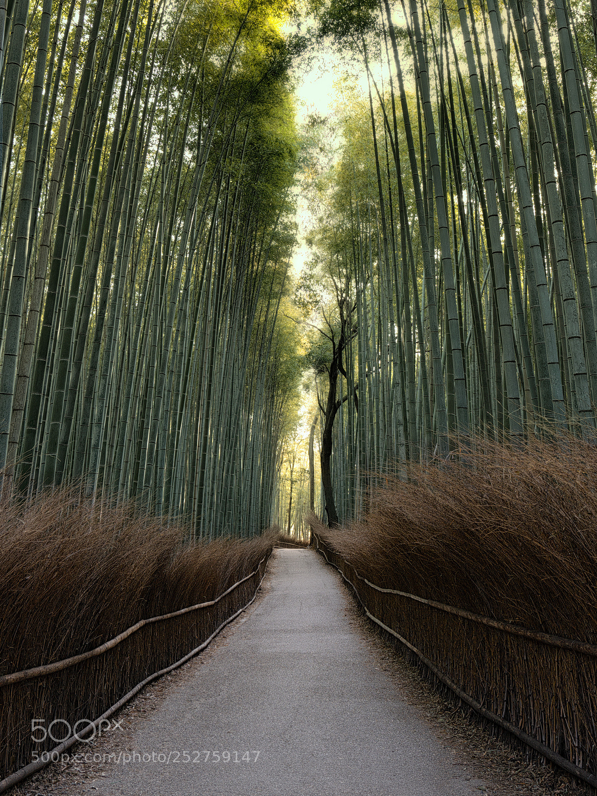Sony a7R III sample photo. Arashiyama bamboo grove photography