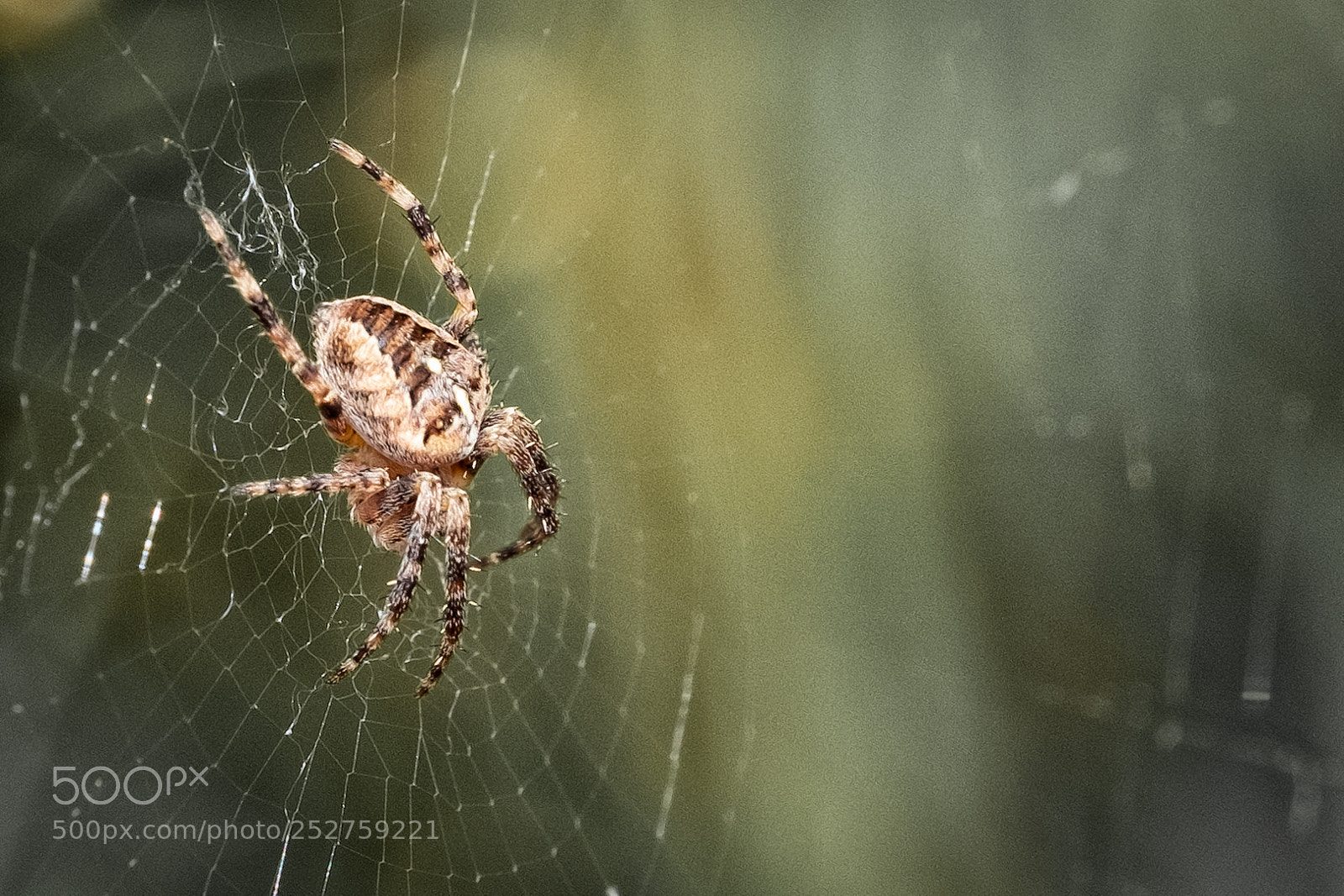 Fujifilm X-T2 sample photo. Spider photography