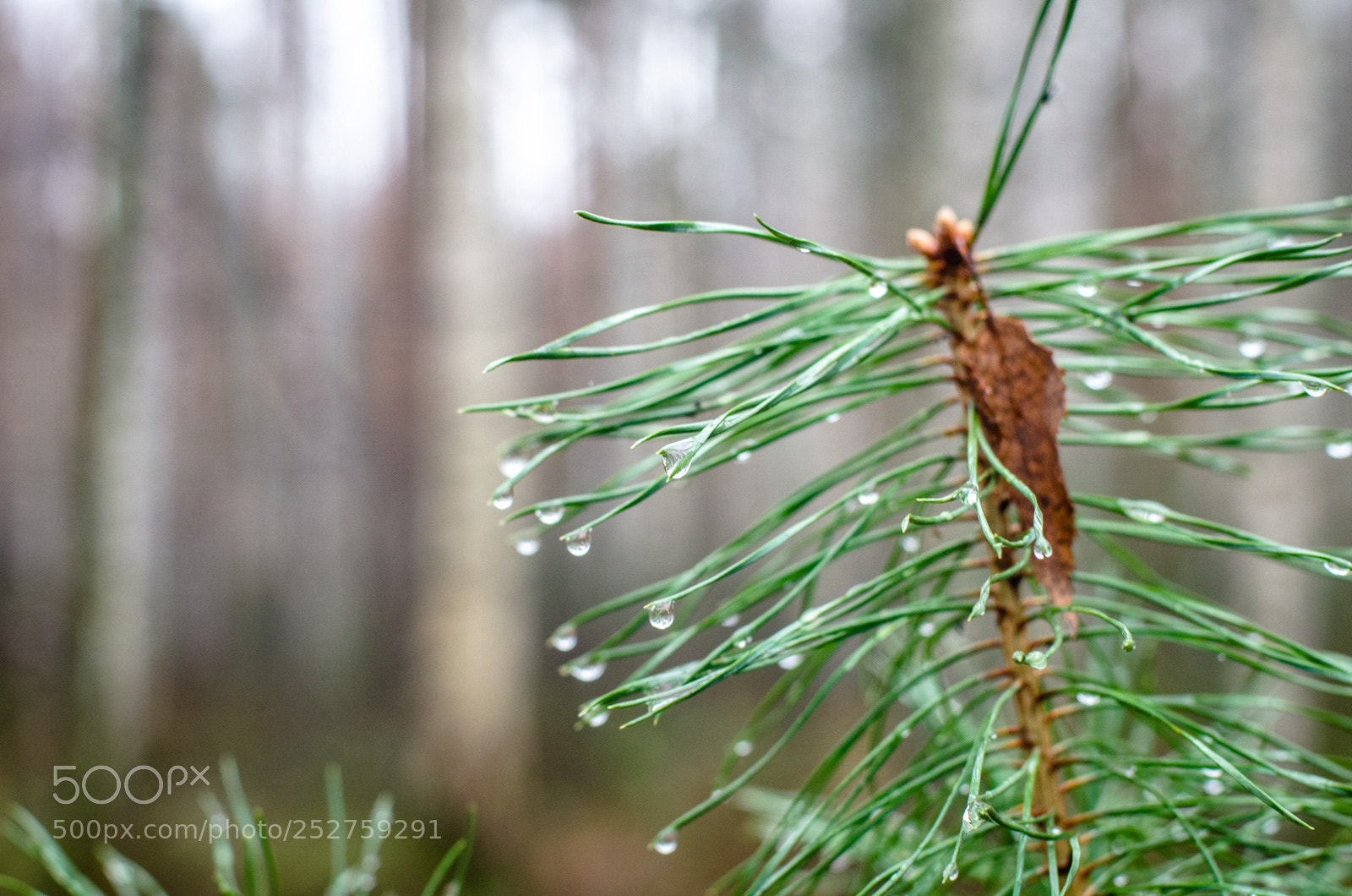 Nikon D7000 sample photo. Autumn pine drops photography