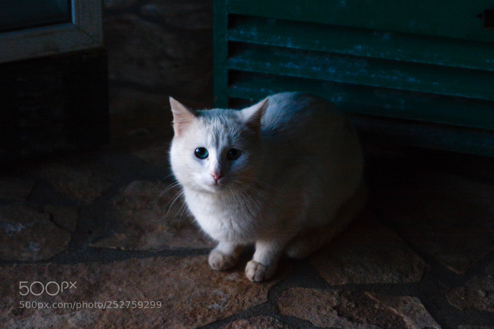 Nikon D7100 sample photo. Kitty cat photography