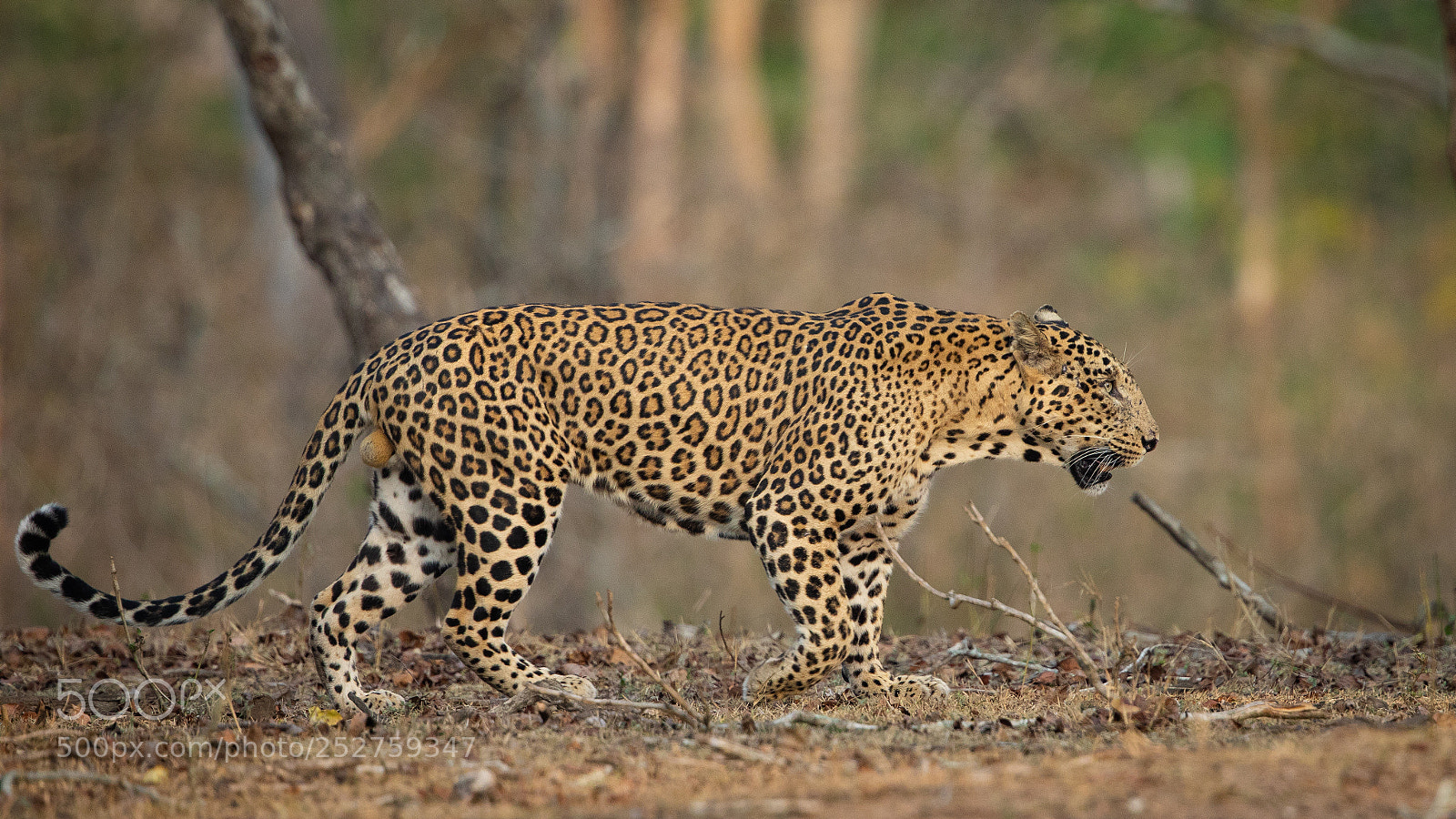 Canon EOS 5D Mark IV sample photo. Leopard... photography