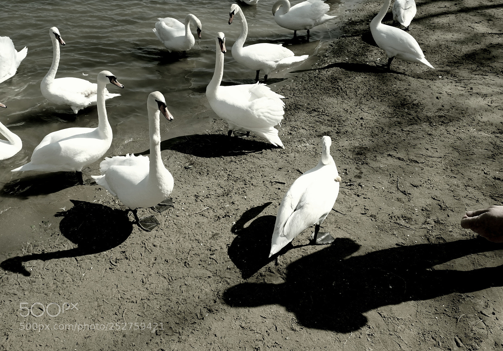 Fujifilm X-E2 sample photo. лебеди photography