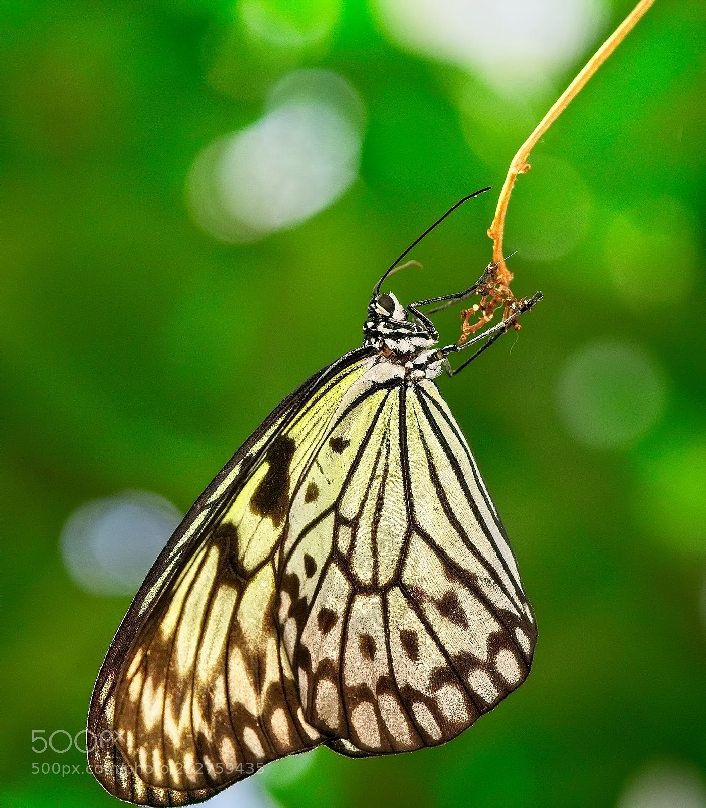 Sony a6000 sample photo. Hanging by a thread photography