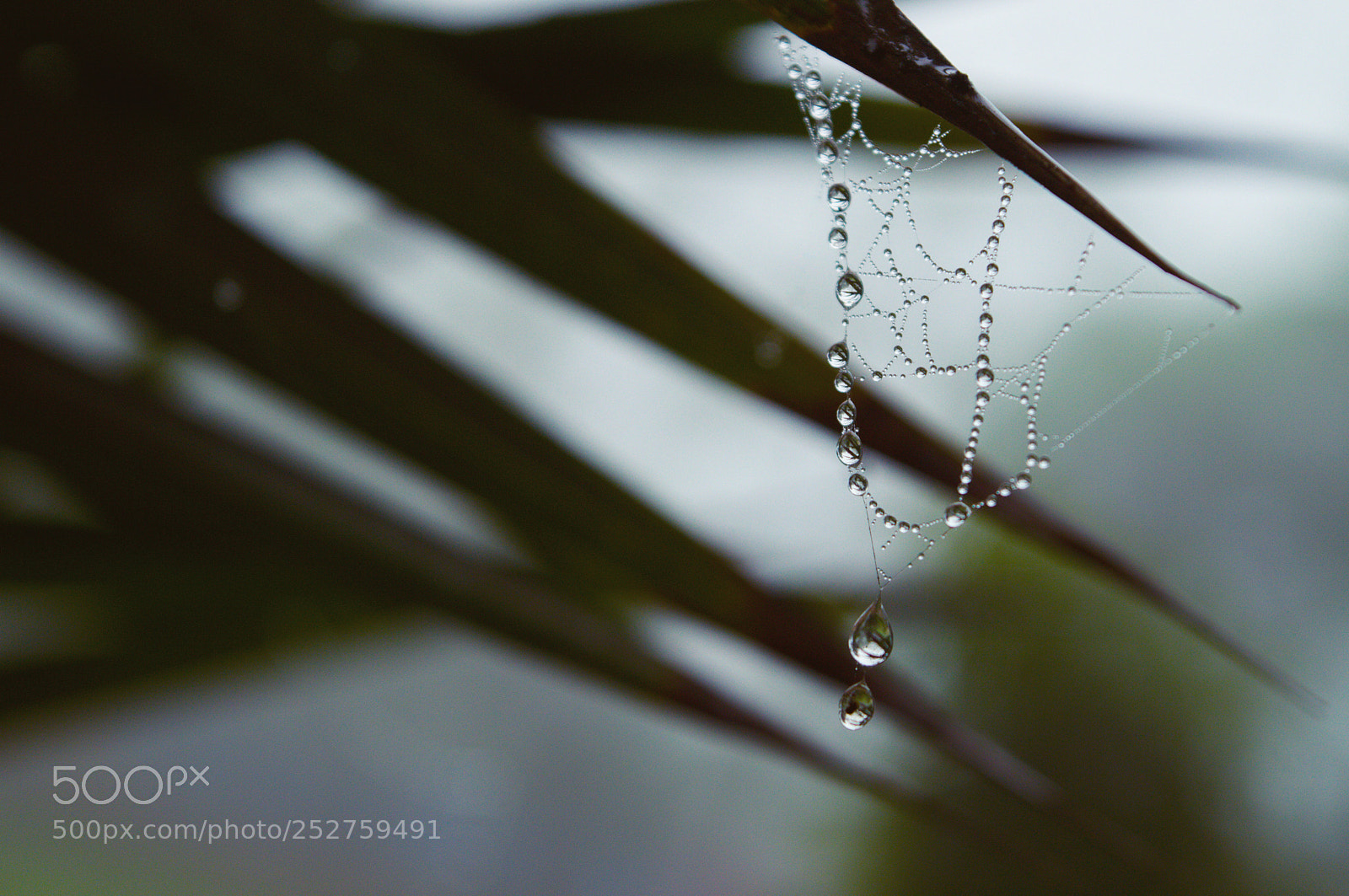 Nikon D3200 sample photo. Pearls of nature photography