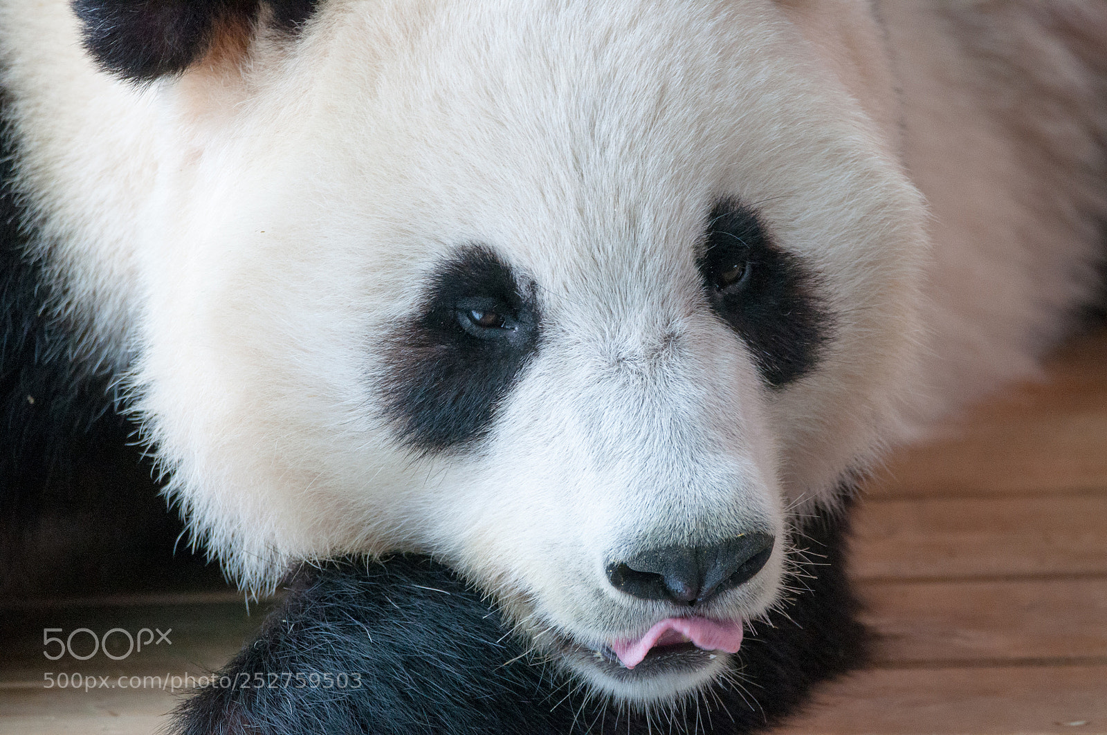 Nikon D90 sample photo. Giant panda photography