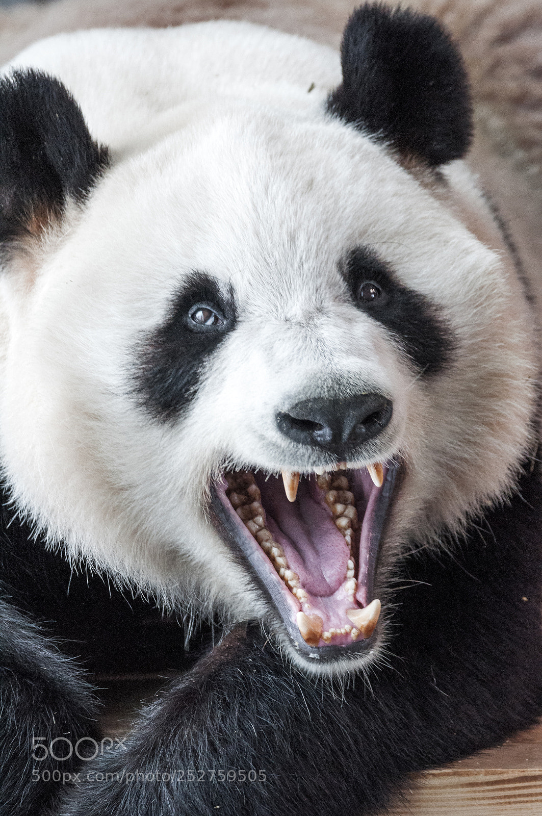 Nikon D90 sample photo. Giant panda photography