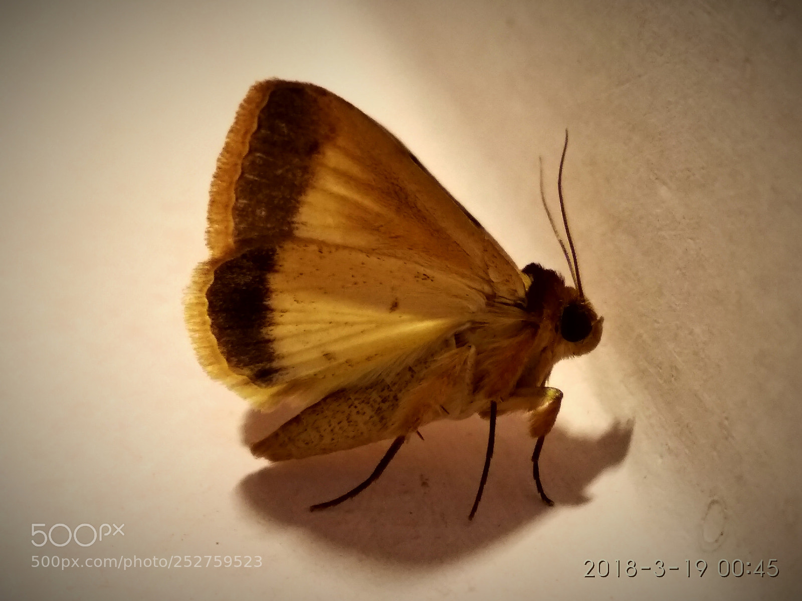 Xiaomi Redmi Note 5 sample photo. Untitled photography