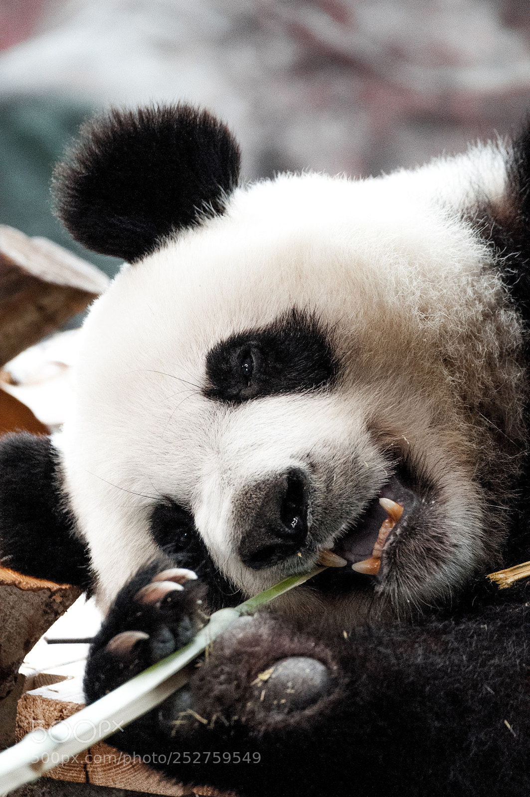 Nikon D90 sample photo. Giant panda photography