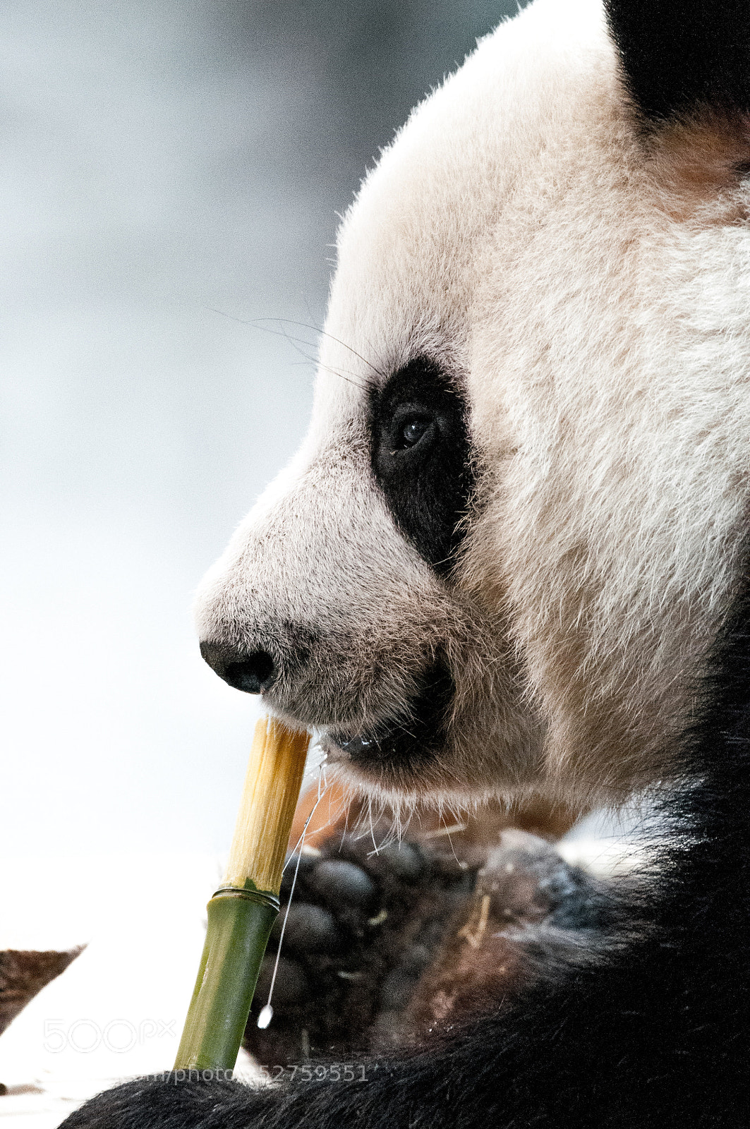 Nikon D90 sample photo. Giant panda photography