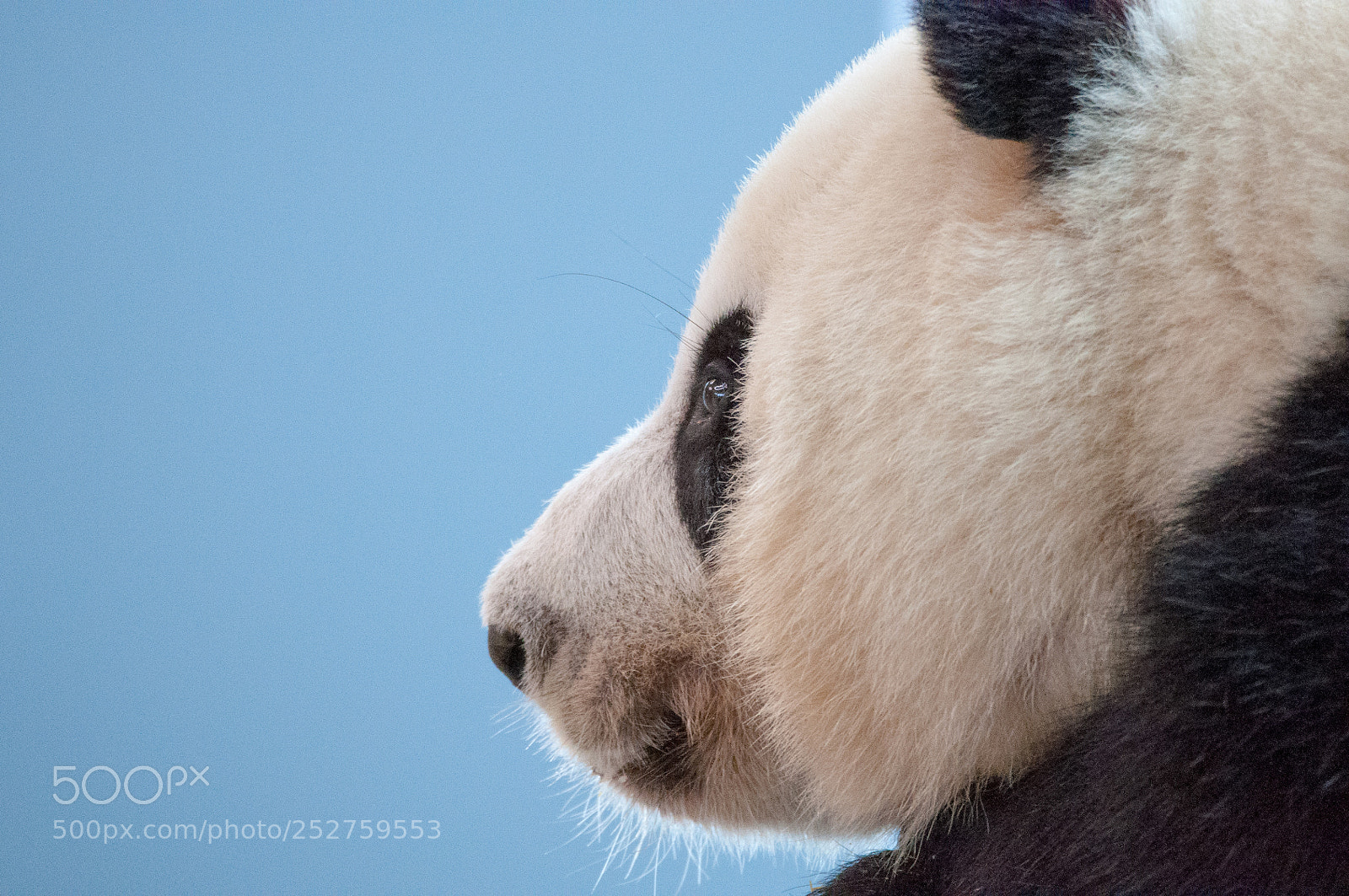 Nikon D90 sample photo. Giant panda photography