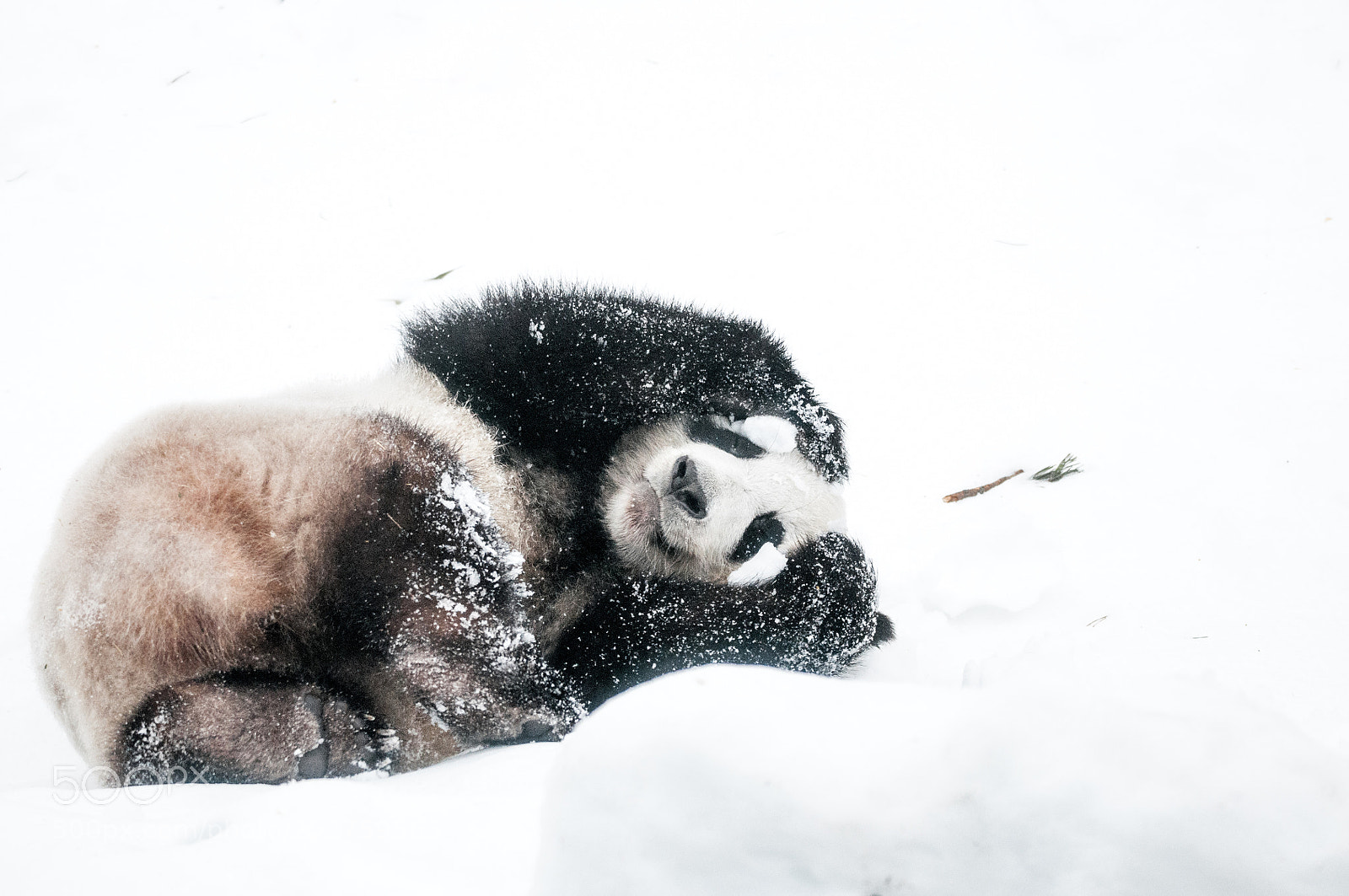 Nikon D90 sample photo. Giant panda photography