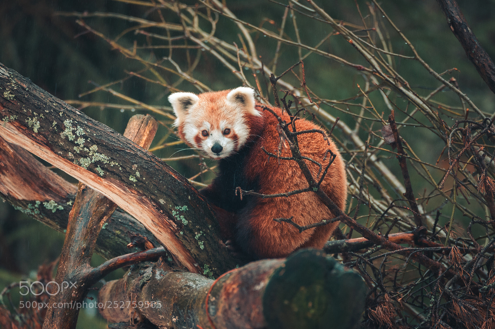 Nikon D90 sample photo. Red panda photography