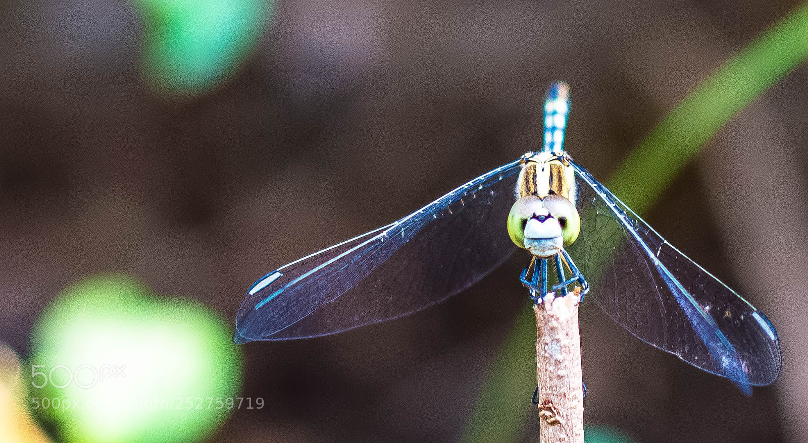 Canon EOS 70D sample photo. Dragonfly photography