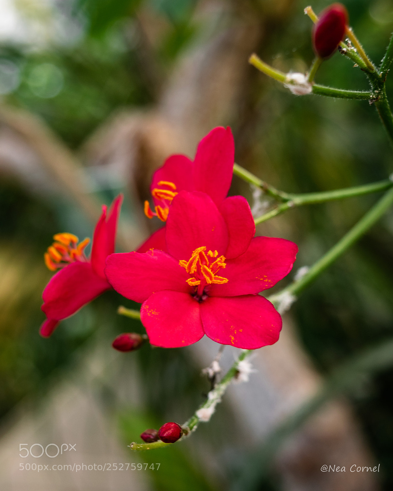 Nikon D3300 sample photo. Spring red photography