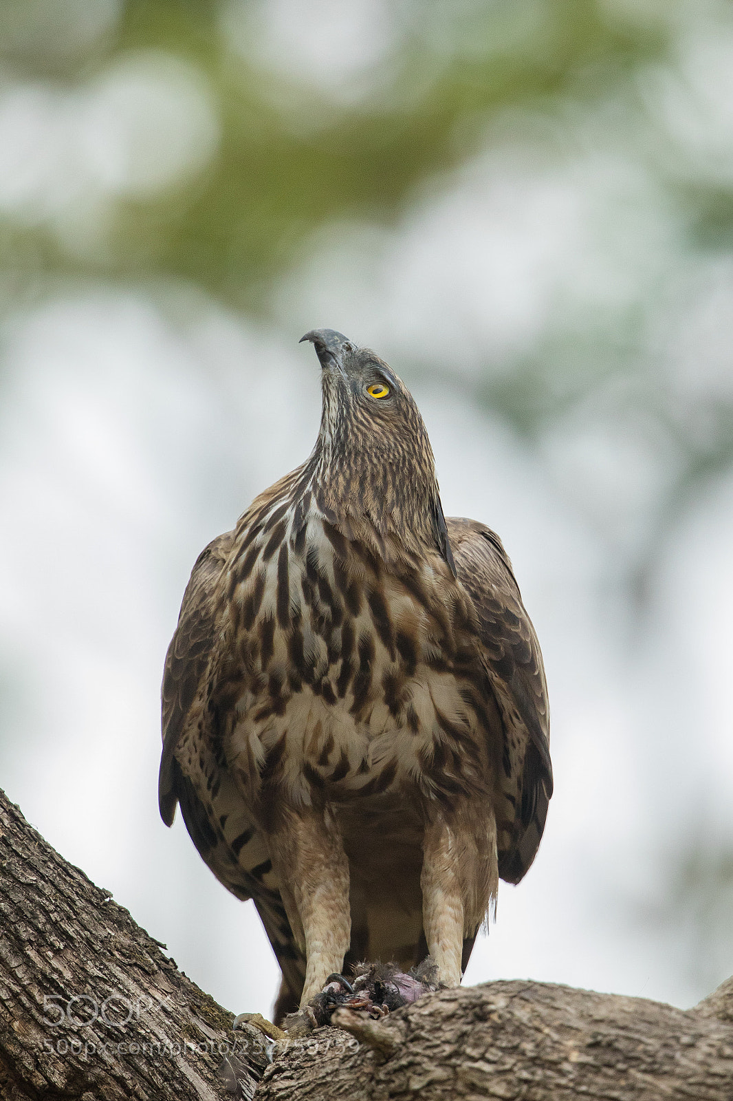 Canon EOS 5D Mark IV sample photo. Eagle.. photography