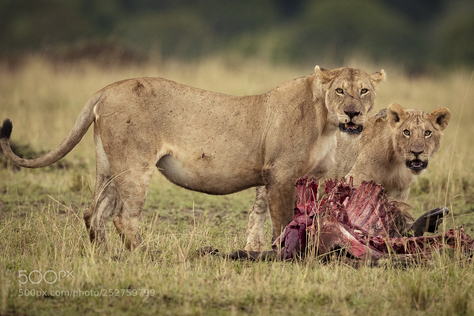Canon EOS-1D X Mark II sample photo. Wildebeest tartare photography