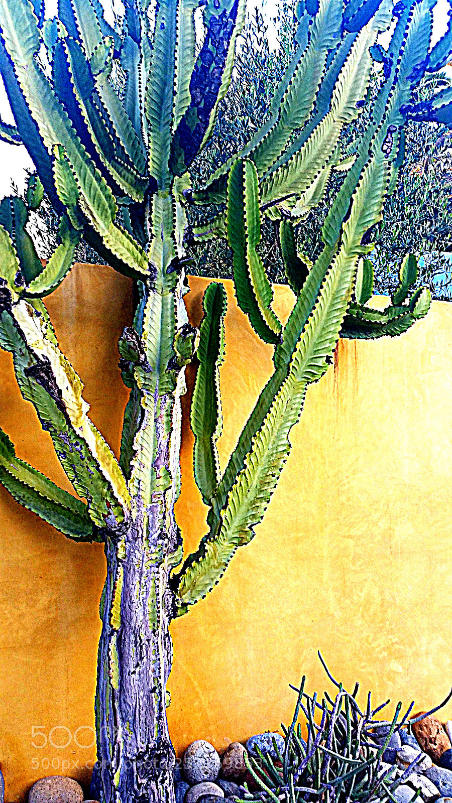 Samsung Galaxy S5 sample photo. Cactus1 photography