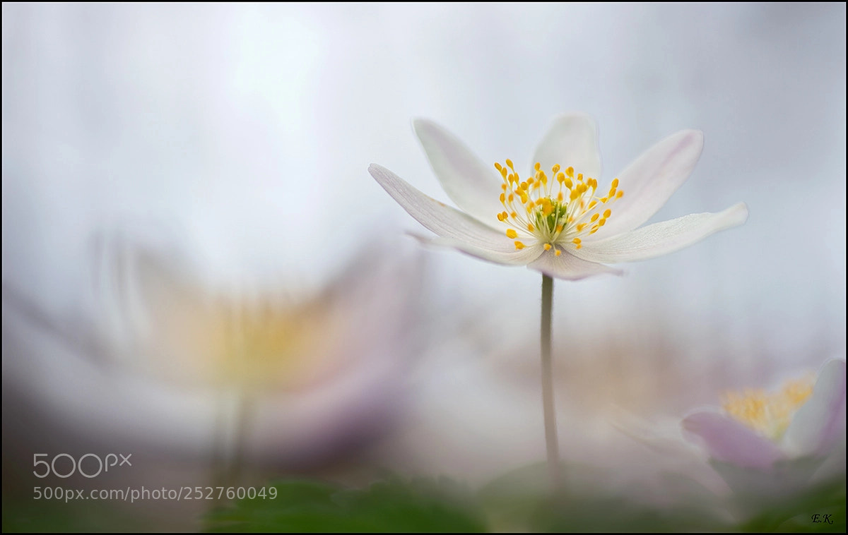 Sony SLT-A99V sample photo. Wood anemone photography