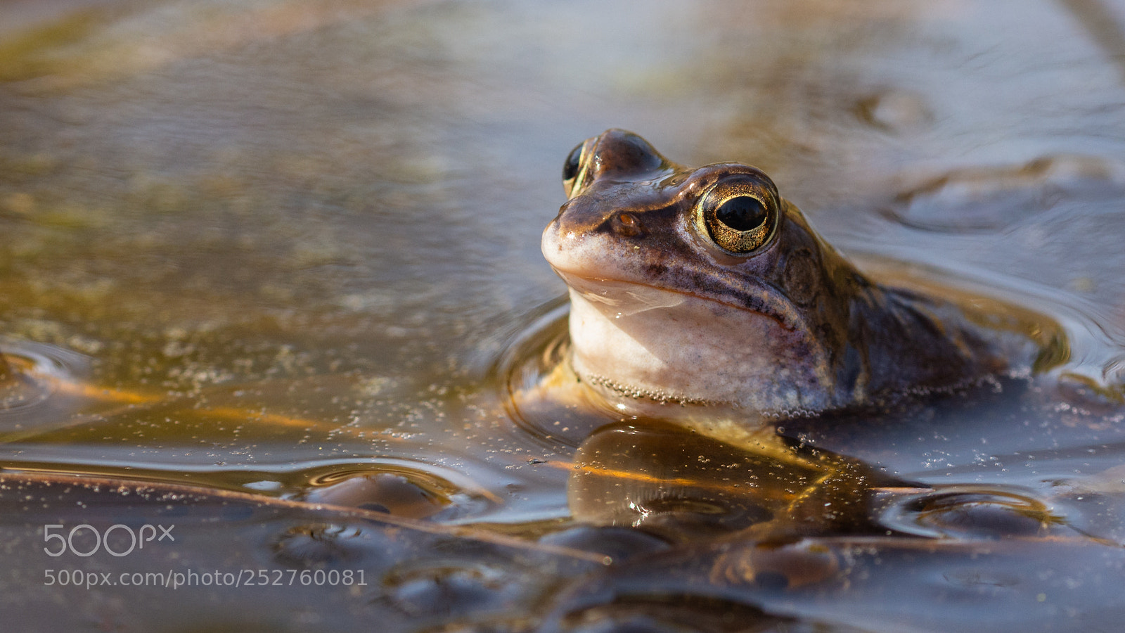 Nikon D7200 sample photo. Moor frog at the photography