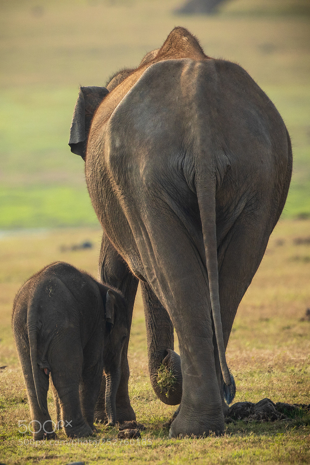 Canon EOS 5D Mark IV sample photo. Mom and baby elephant... photography