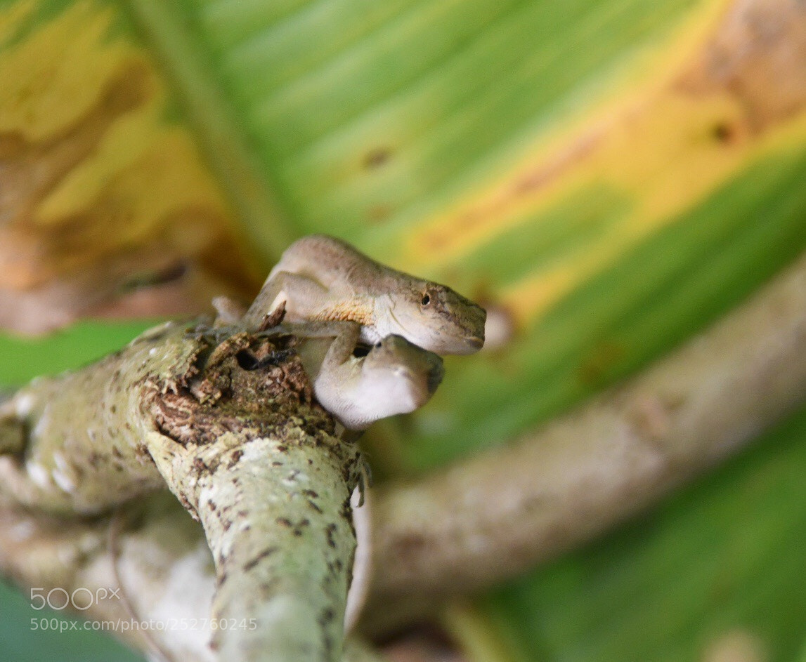 Nikon D7500 sample photo. Love photography