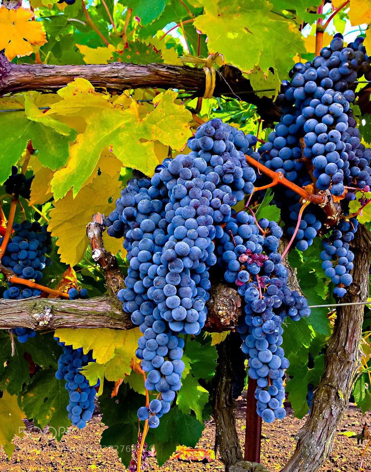 Apple iPhone 5 sample photo. Raw vino photography