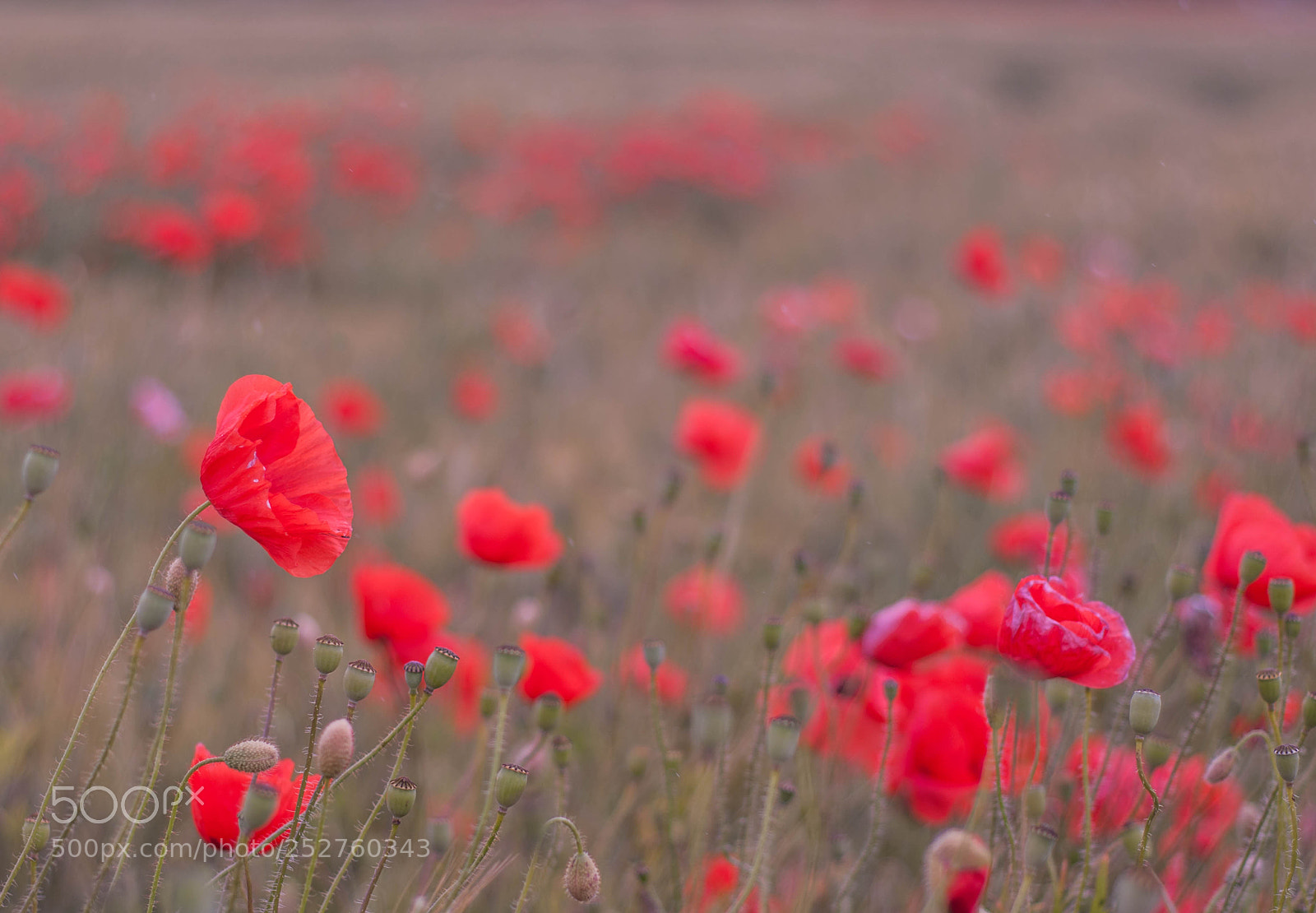 Nikon D90 sample photo. Poppies photography