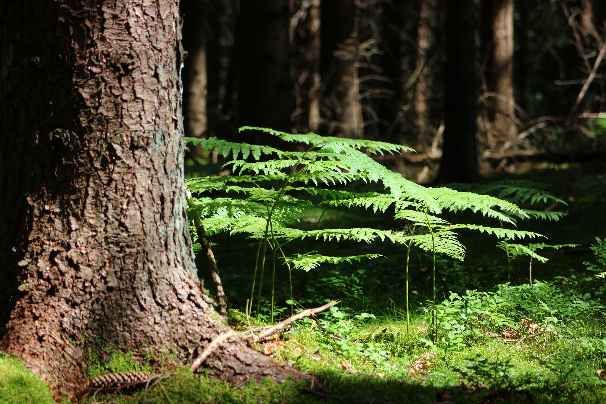 Canon EF 75-300mm f/4-5.6 sample photo. Fougère photography