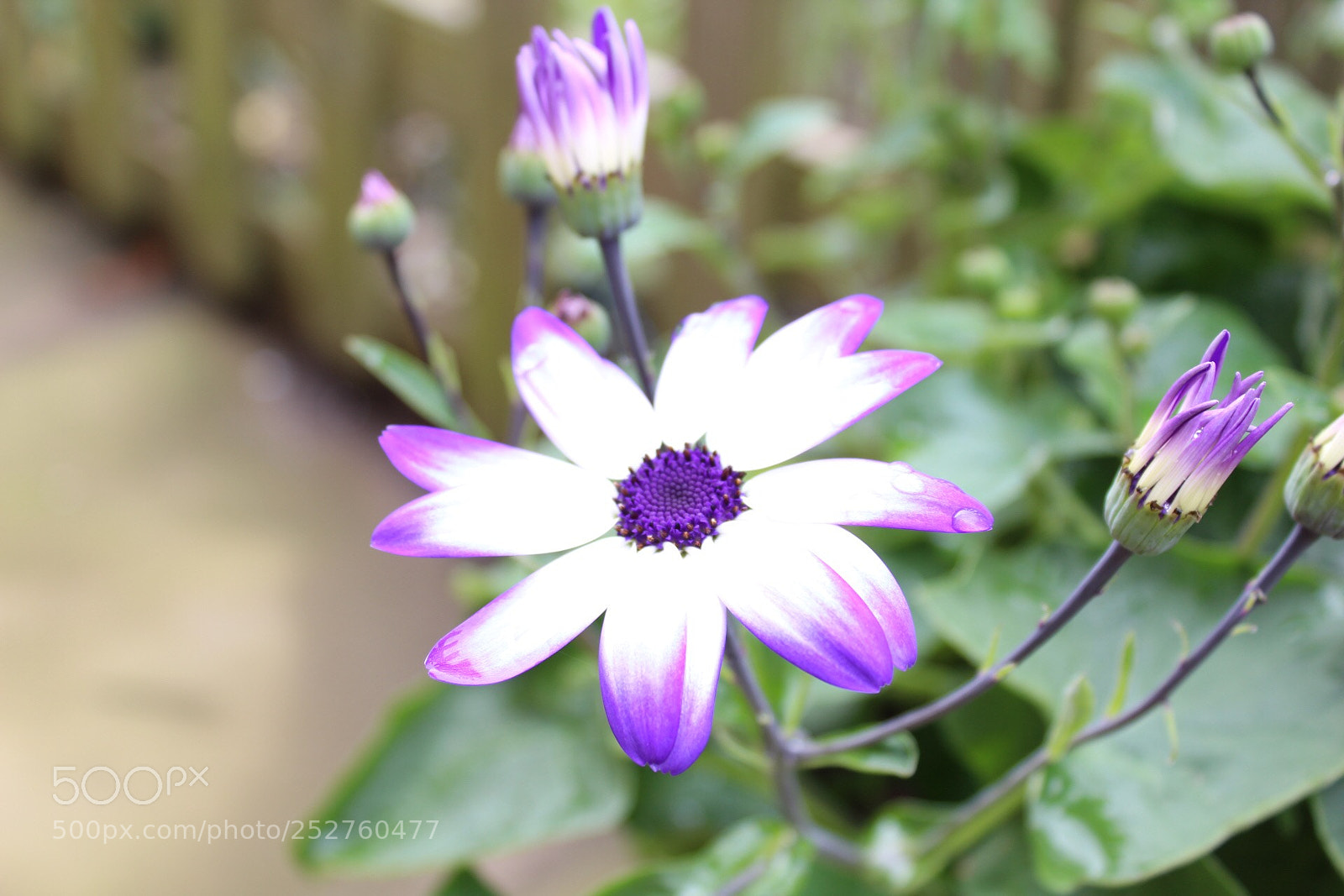 Canon EOS 1300D (EOS Rebel T6 / EOS Kiss X80) sample photo. Flourish. photography