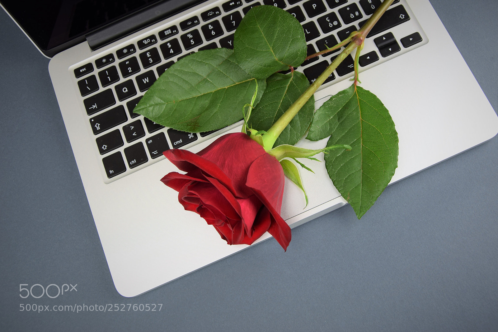 Nikon D3300 sample photo. Red rose on laptop photography