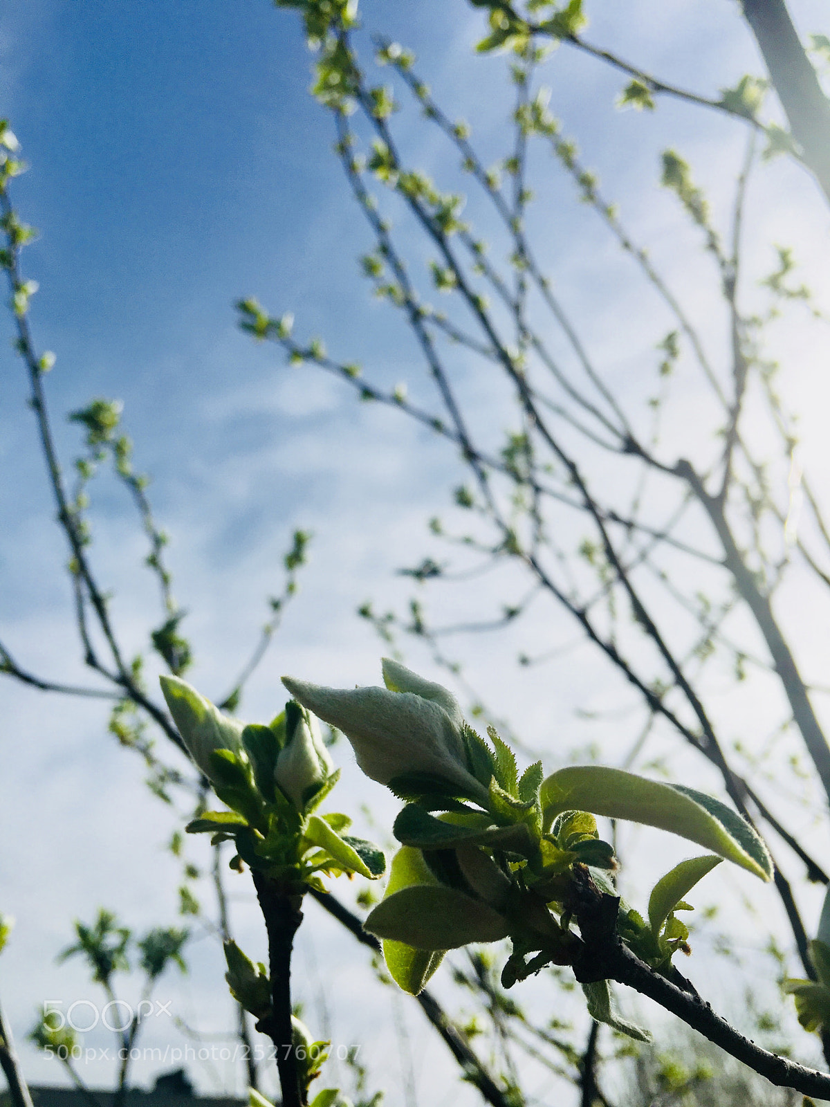 Apple iPhone 6s Plus sample photo. Untitled photography