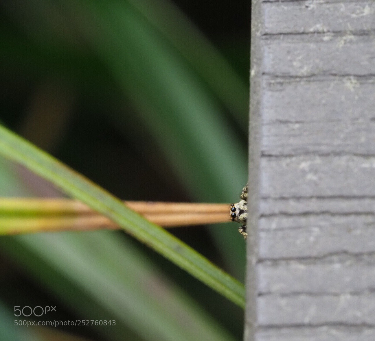 Olympus OM-D E-M1 Mark II sample photo. Spider peek a boo photography