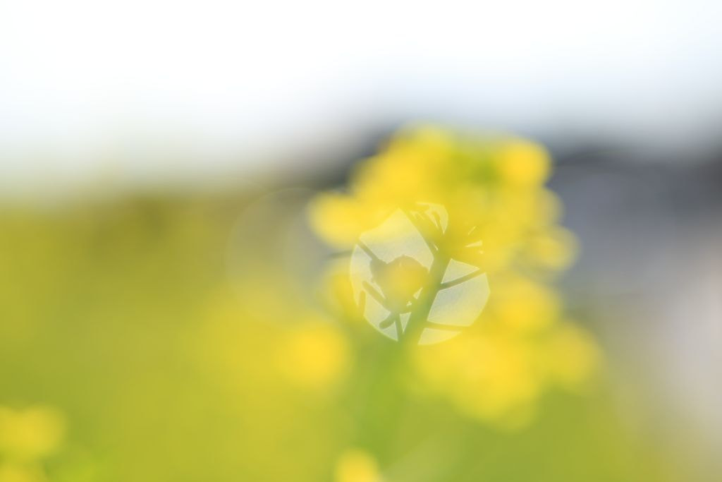 Canon EOS-1D Mark III + Tamron AF 28-75mm F2.8 XR Di LD Aspherical (IF) sample photo. Singin in spring photography