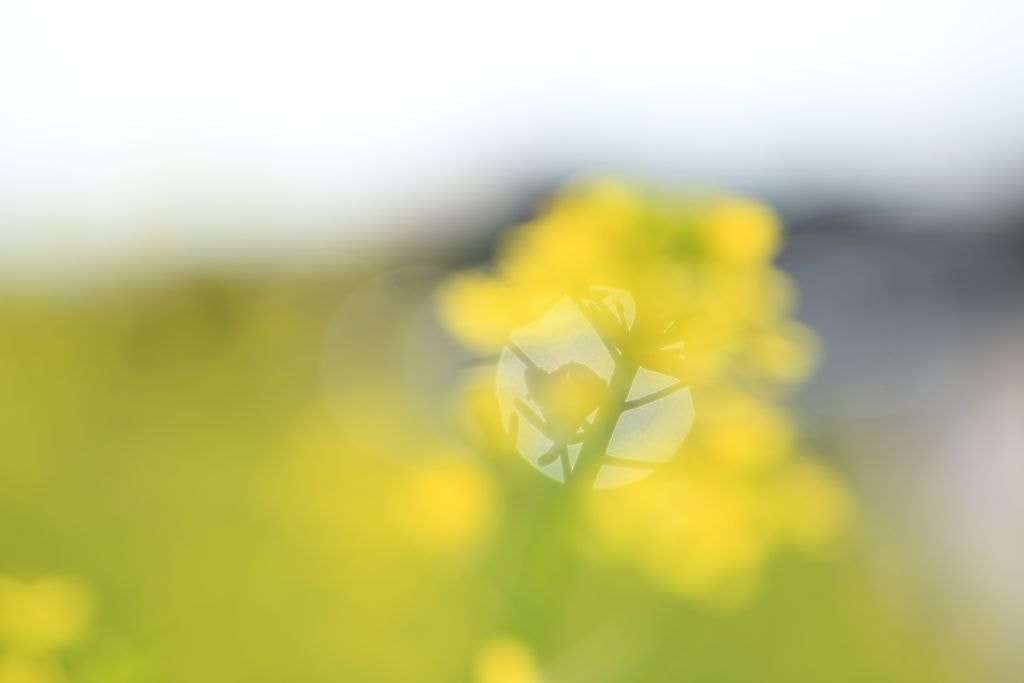 Canon EOS-1D Mark III sample photo. Singin in spring photography