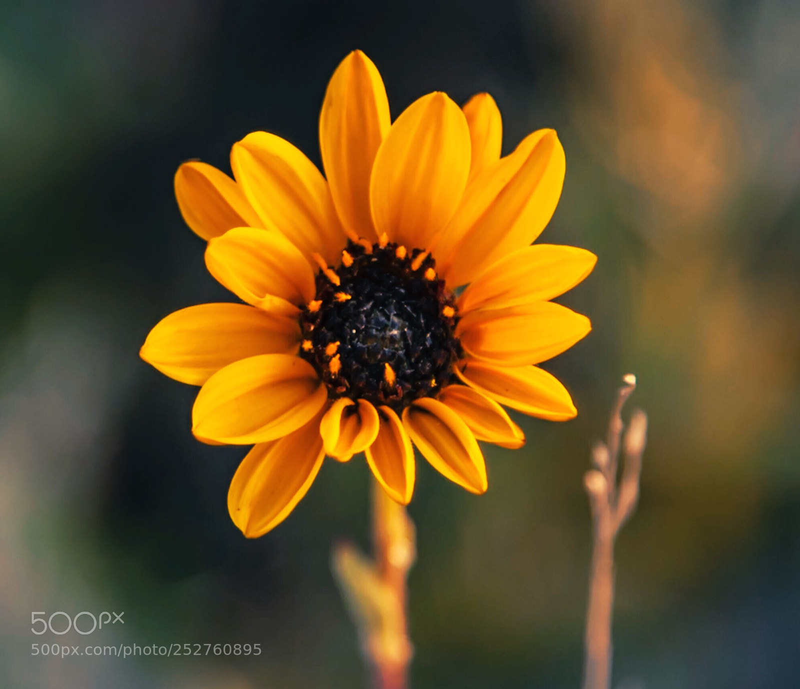 Canon EOS 5D Mark II sample photo. Confidently elegant. photography
