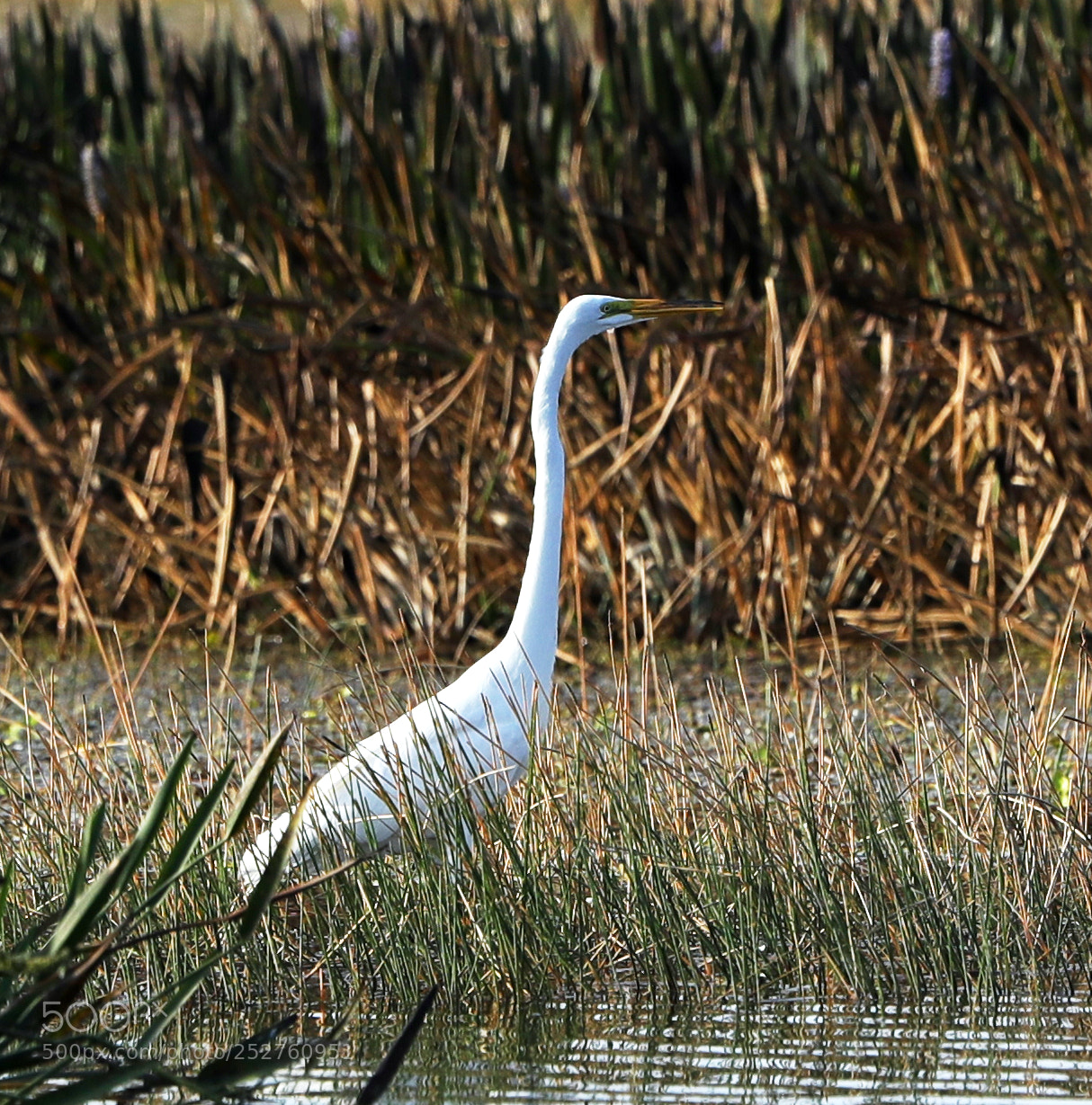 Canon EOS-1D X Mark II sample photo. 04-08-18-0011171.jpg photography
