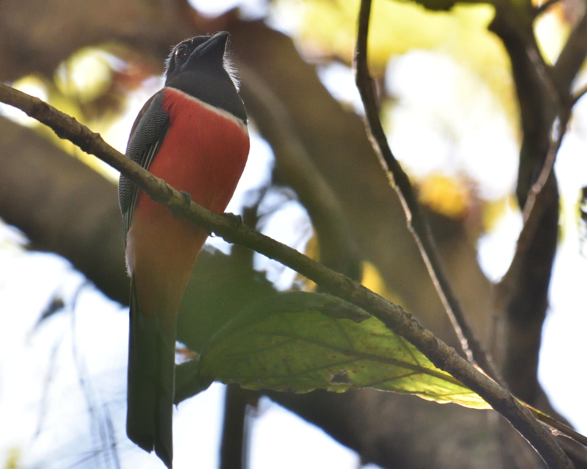Nikon AF-S Nikkor 200-500mm F5.6E ED VR sample photo. Malabar trogon photography
