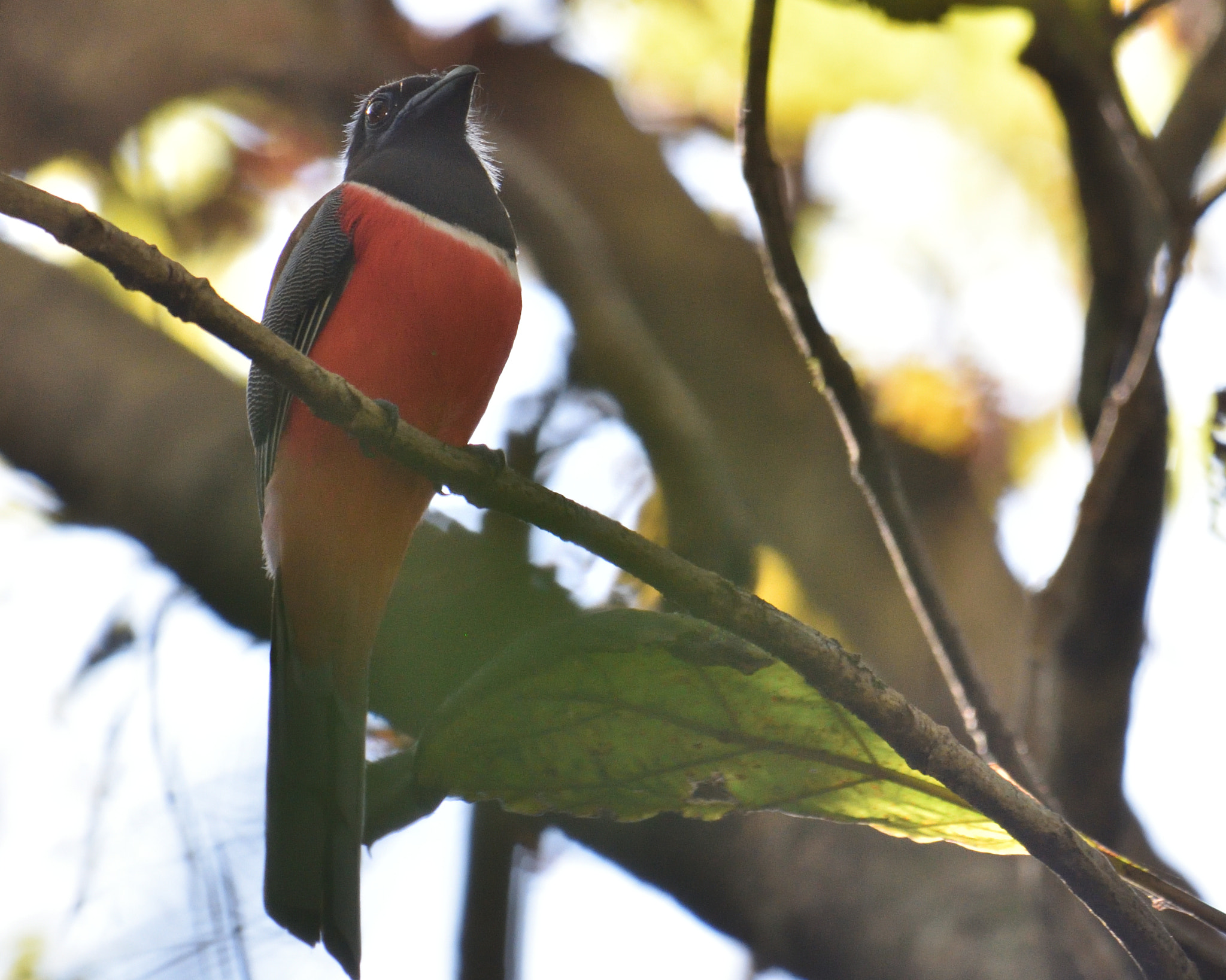 Nikon D7200 + Nikon AF-S Nikkor 200-500mm F5.6E ED VR sample photo. Malabar trogon photography