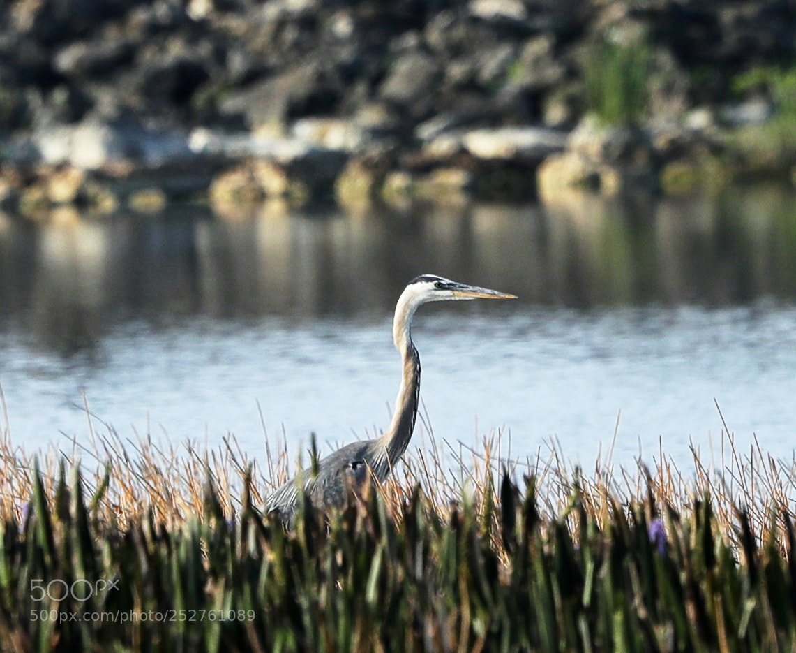 Canon EOS-1D X Mark II sample photo. 04-08-18-0011168.jpg photography