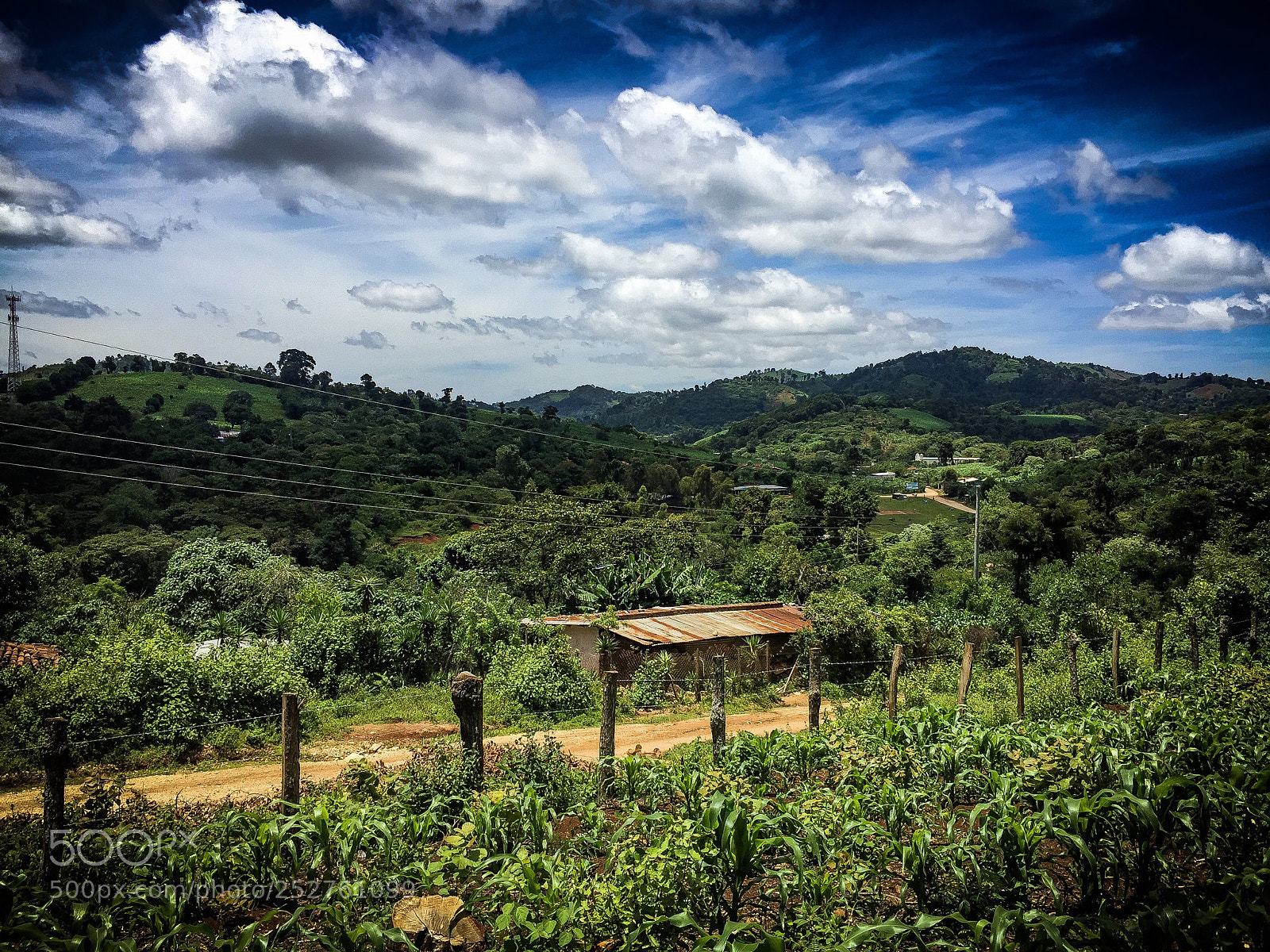 Apple iPhone 6 sample photo. Field love photography