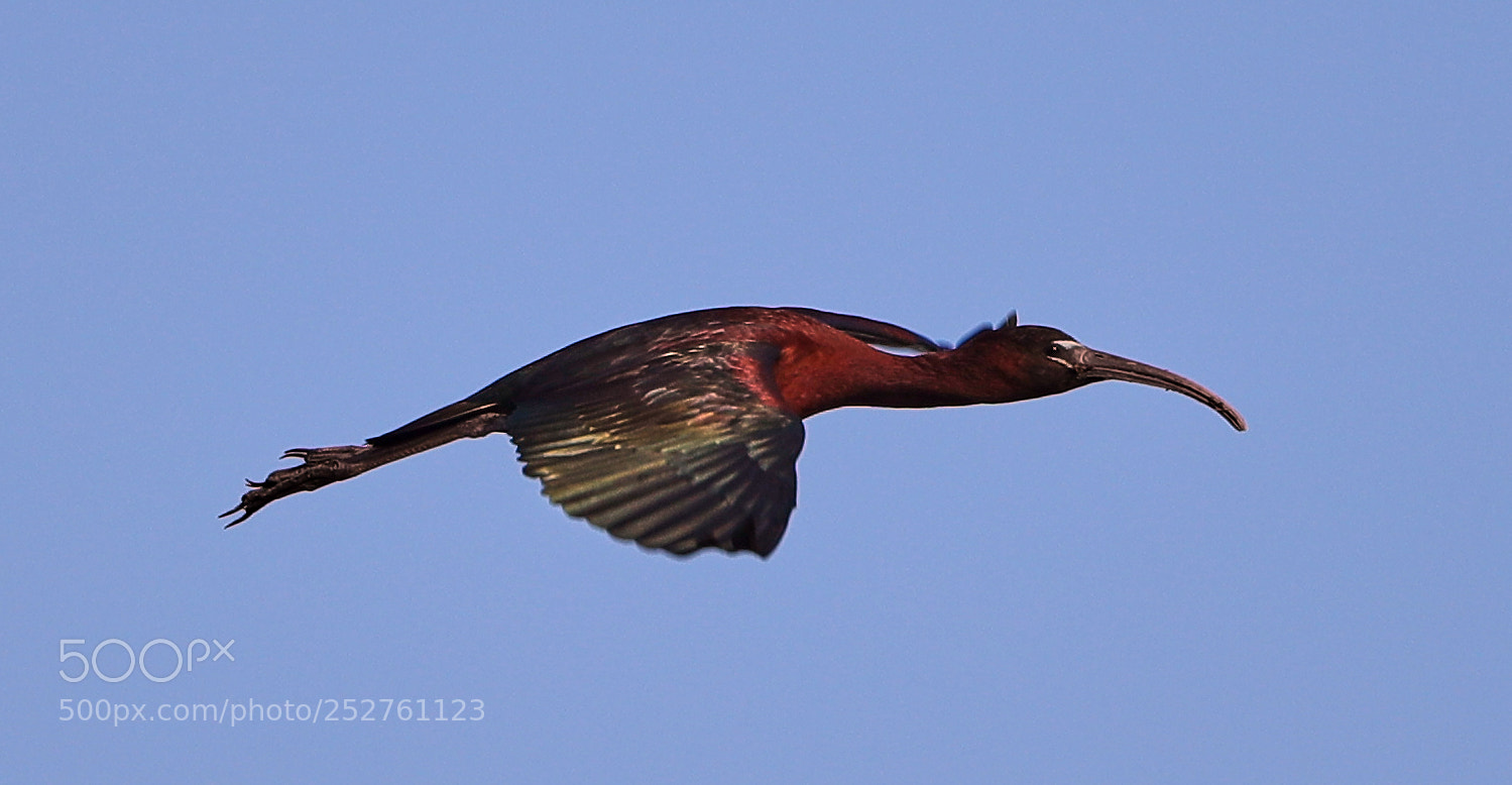 Canon EOS-1D X Mark II sample photo. 04-08-18-0011166.jpg photography