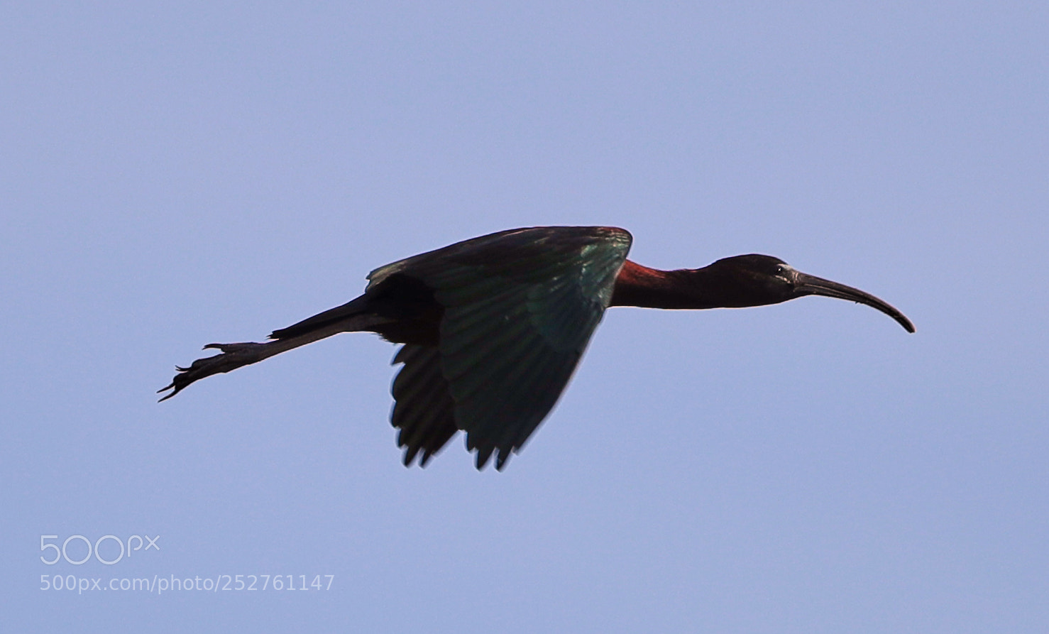 Canon EOS-1D X Mark II sample photo. 04-08-18-0011162.jpg photography