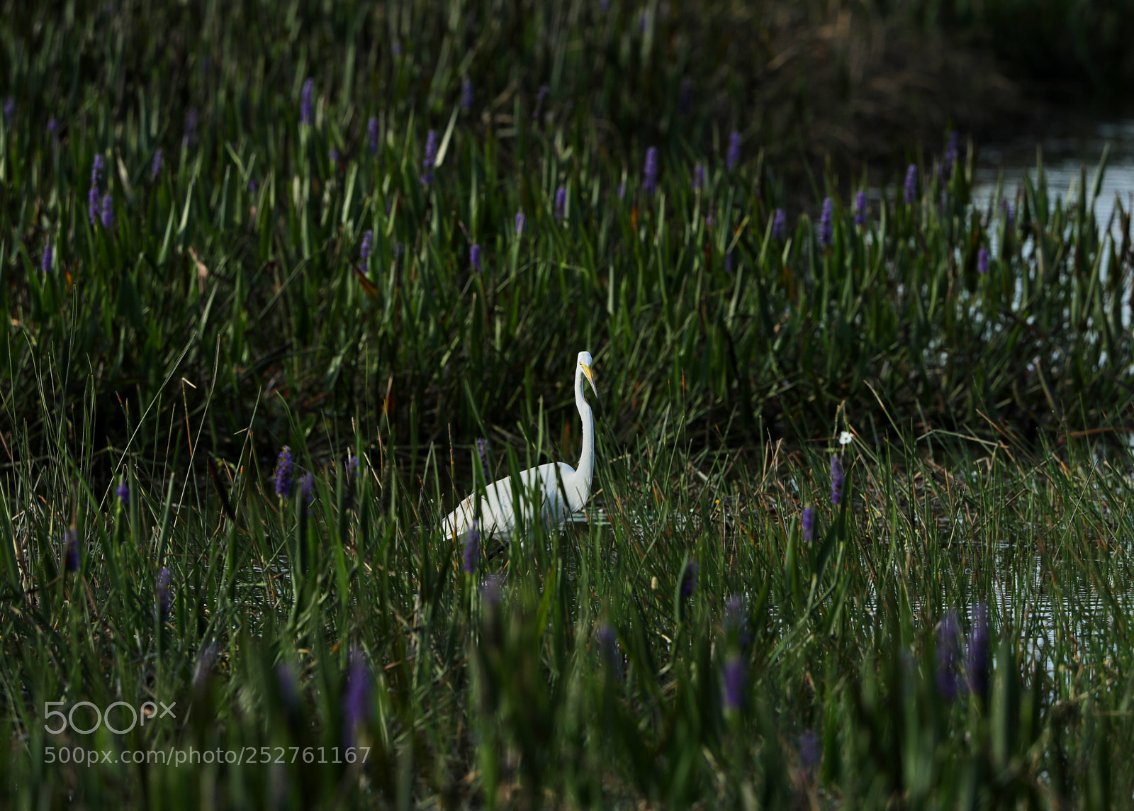 Canon EOS-1D X Mark II sample photo. 04-08-18-0011160.jpg photography
