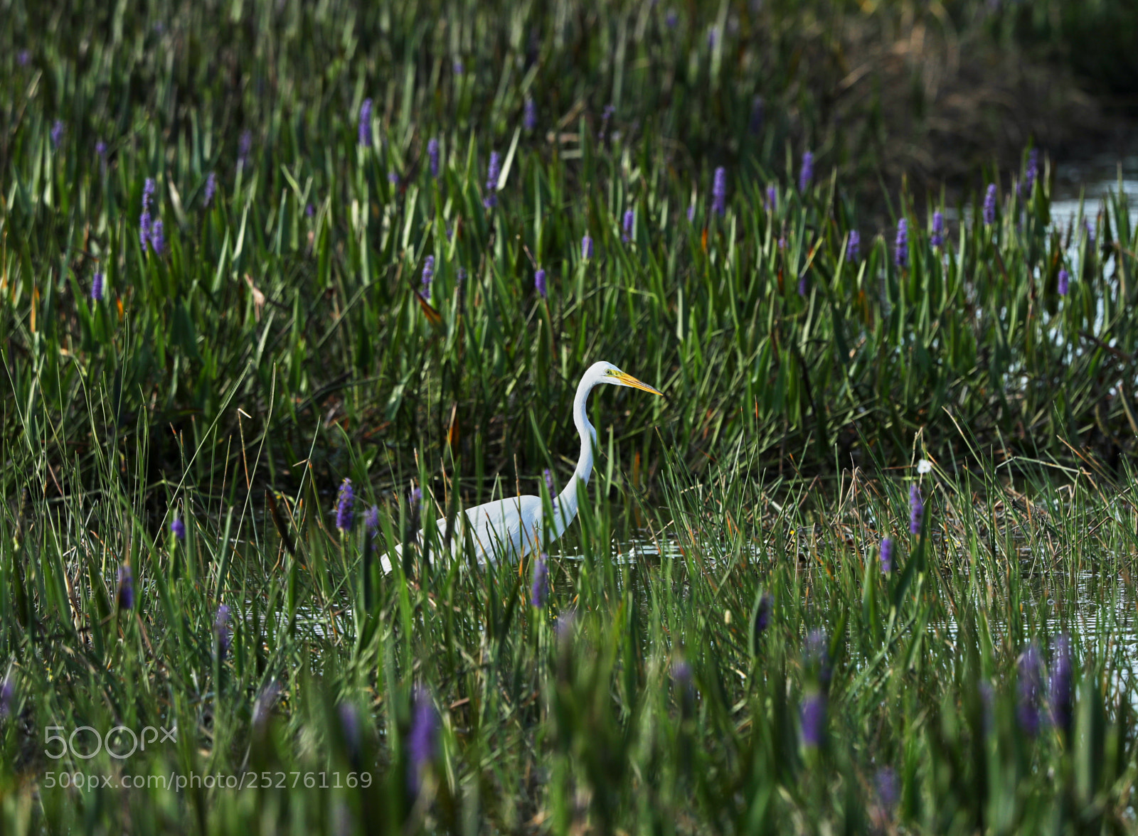 Canon EOS-1D X Mark II sample photo. 04-08-18-0011161.jpg photography