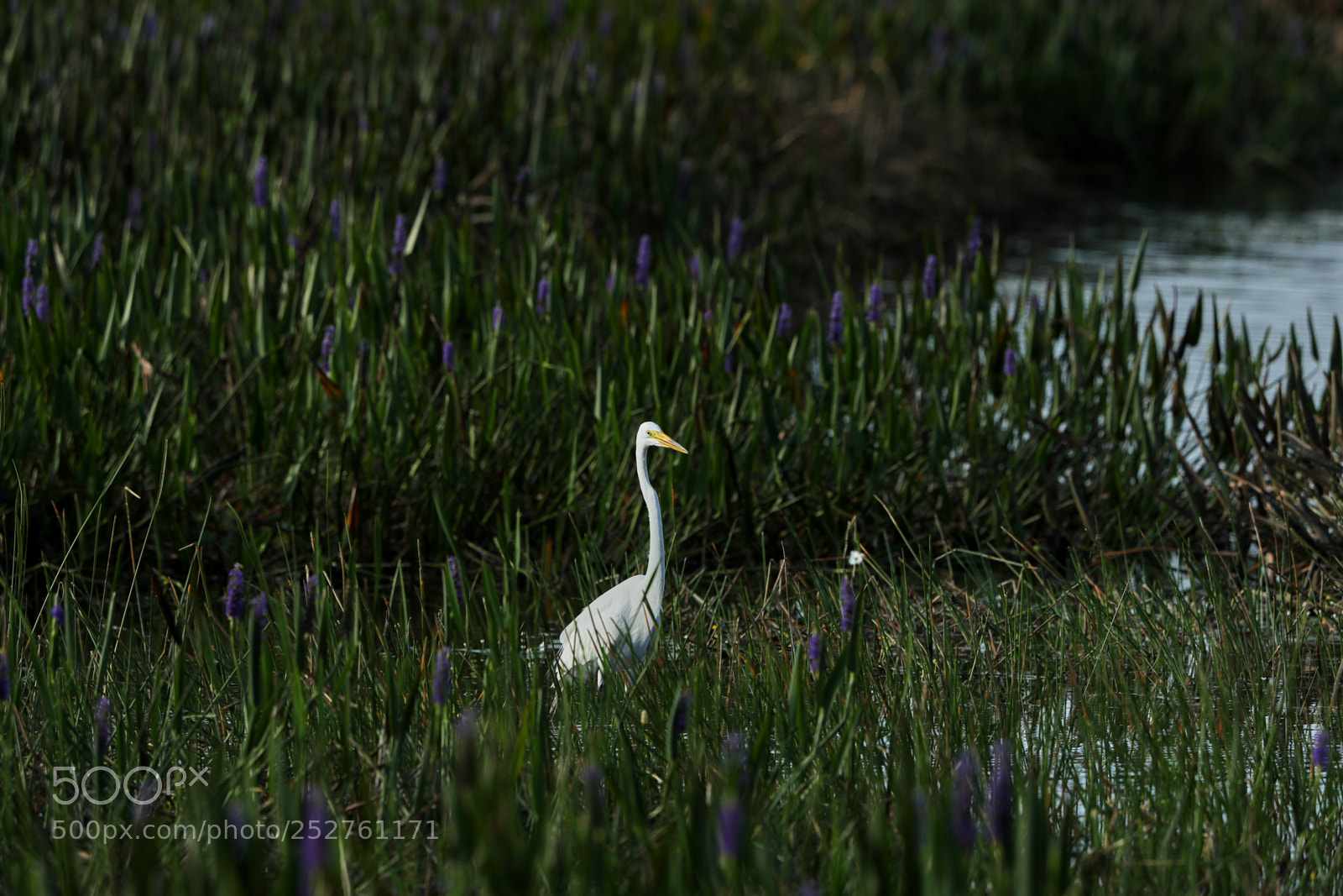 Canon EOS-1D X Mark II sample photo. 04-08-18-0011159.jpg photography